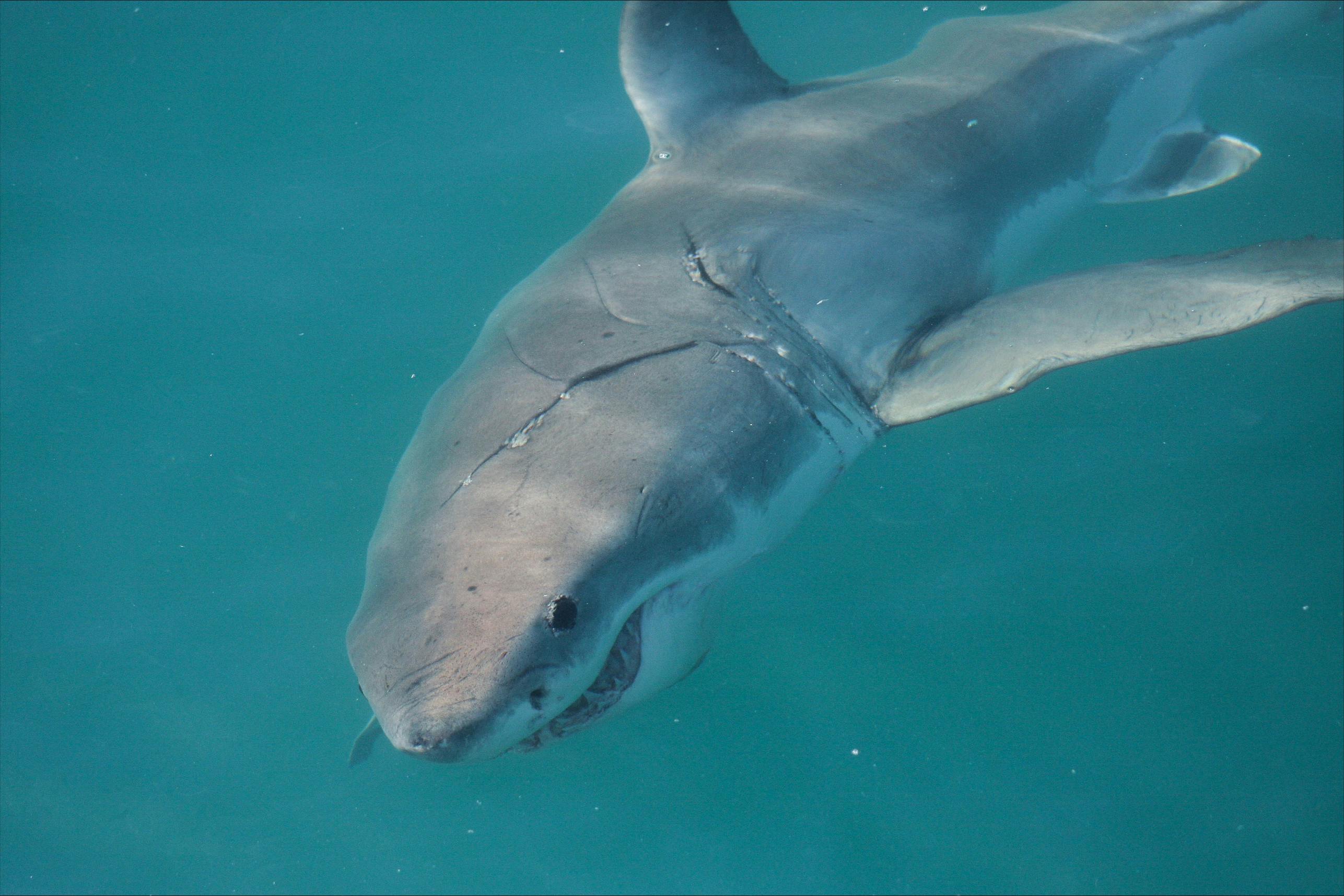 Underwater photo of a white shark