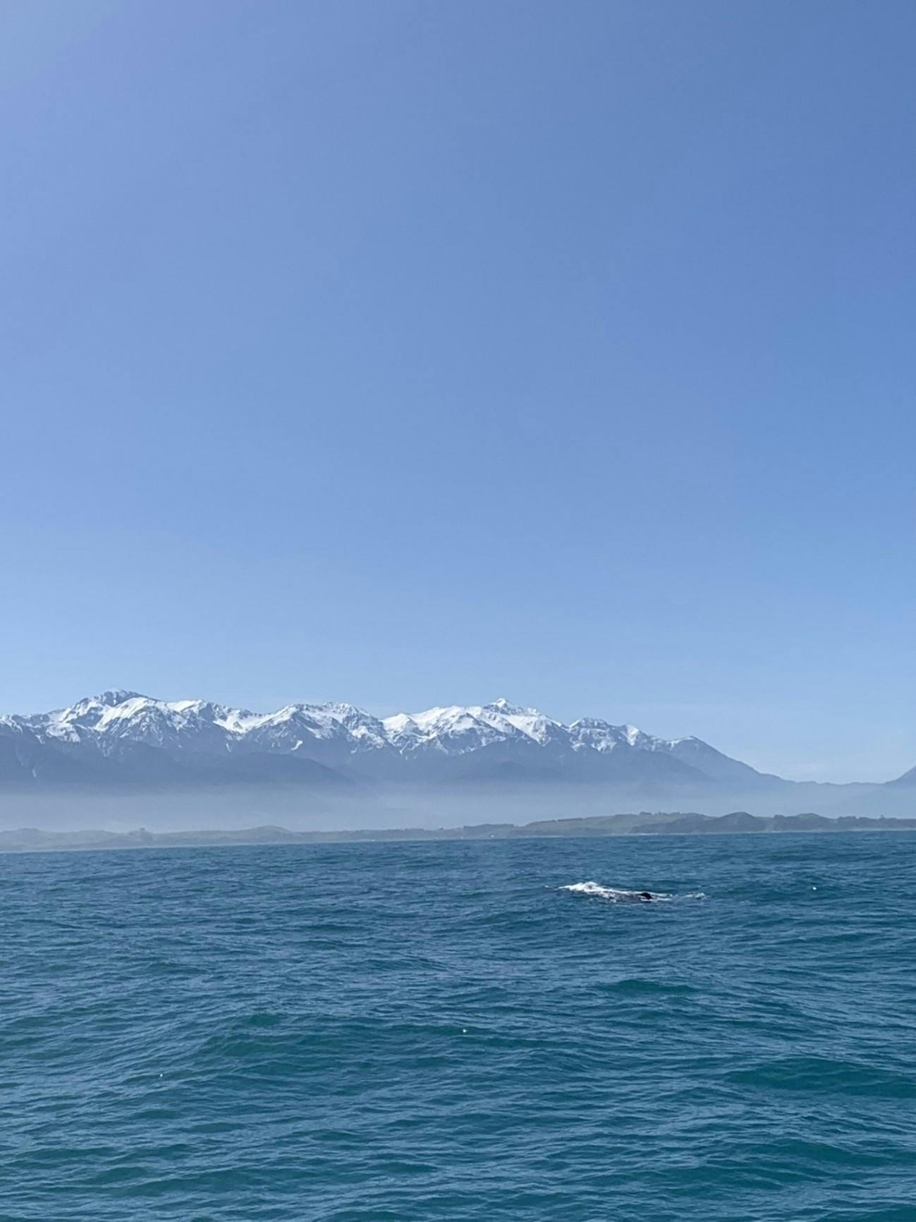 A photo of the ocean under blue skies with snow-topped mountains on the horizon, taken from the perspective of someone in a boat.  A glimpse of a sperm whale is visible as a dark patch amidst splashing water.