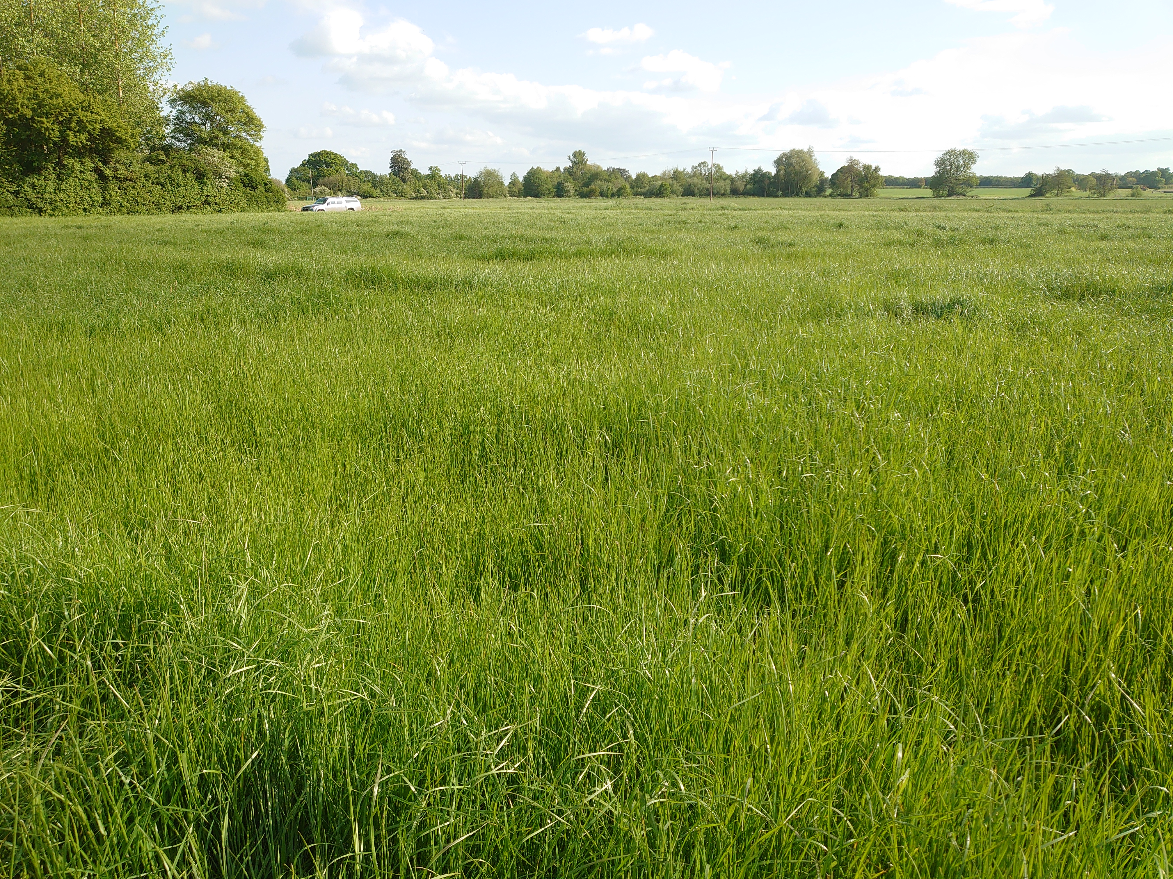 Herbage seed and woodland at Hothfield, Bockhanger Farm