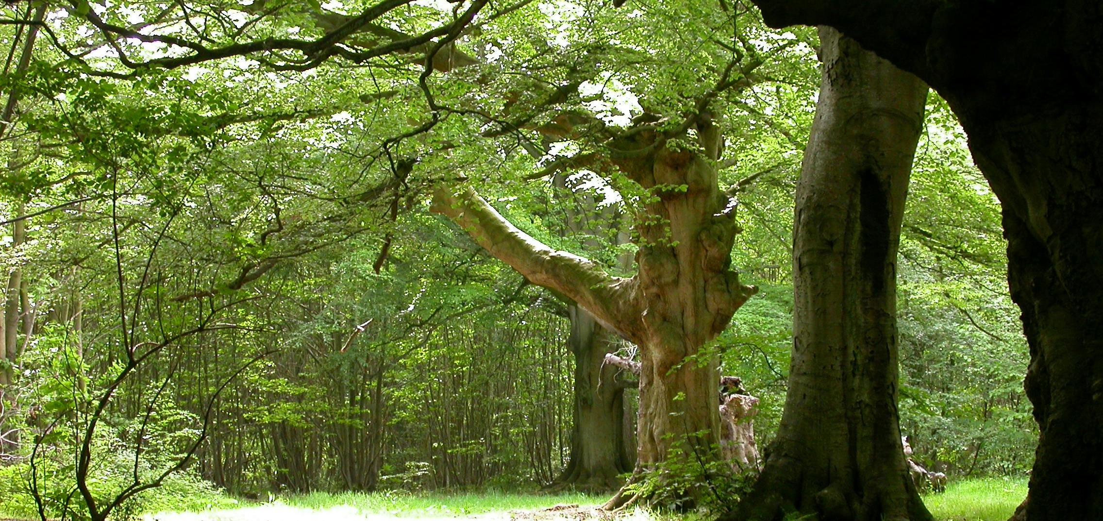 Denge Wood, Kent