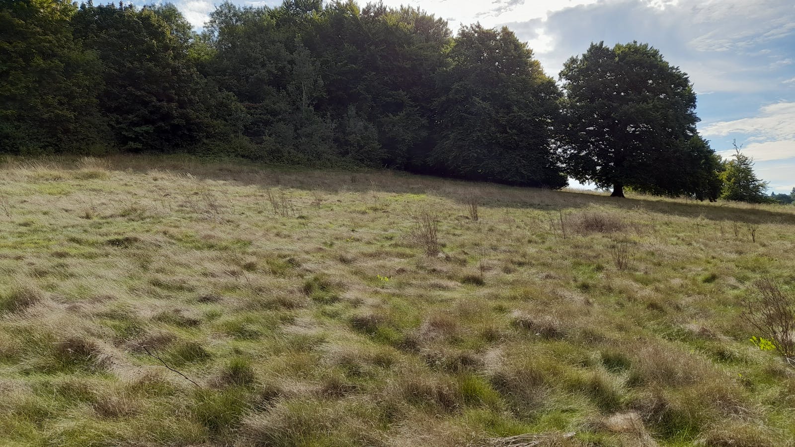 Heather Corrie Vale grassland