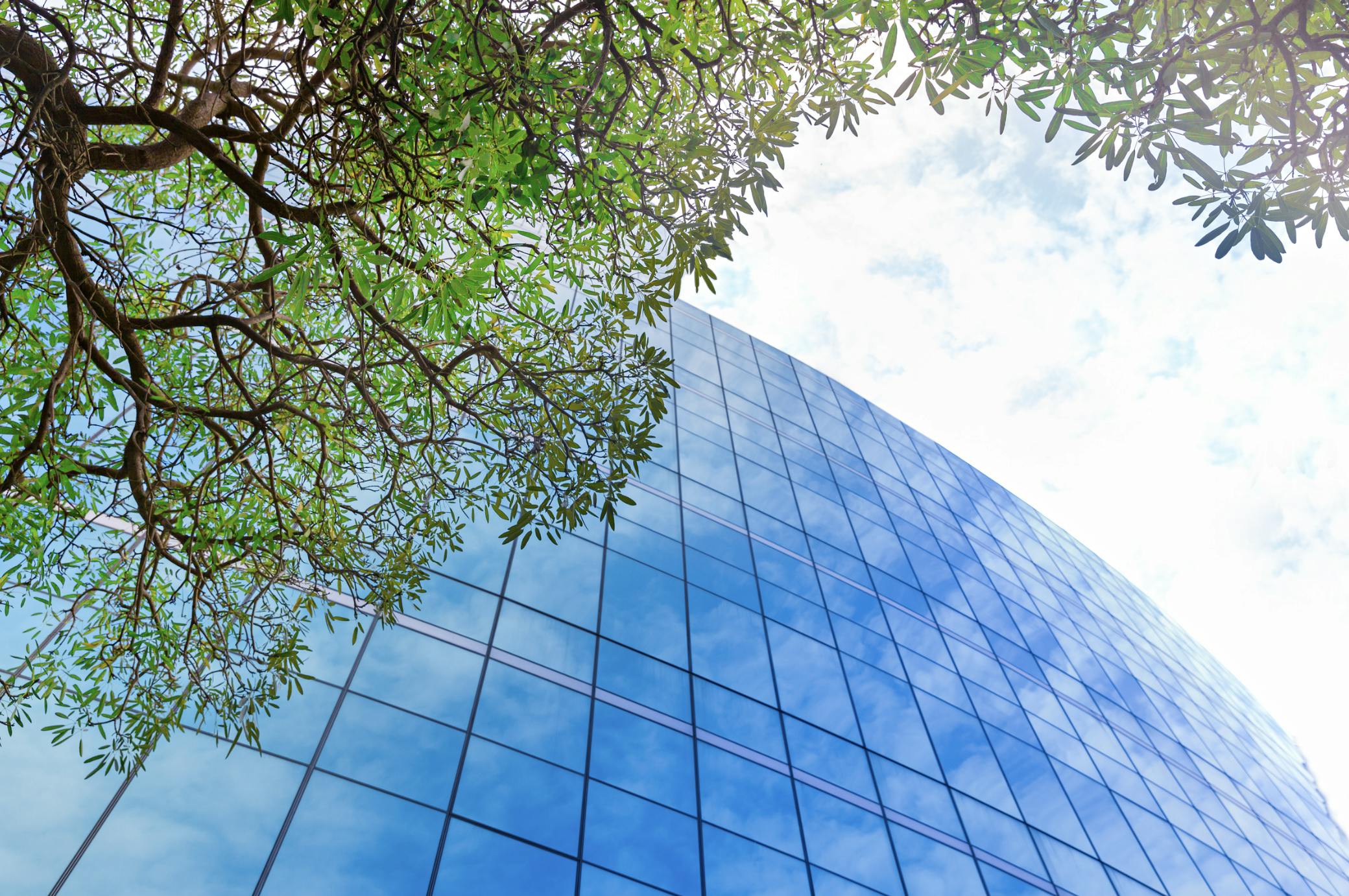 A tree and a building that is reaching sustainability goals by using 3D scanning technologies.