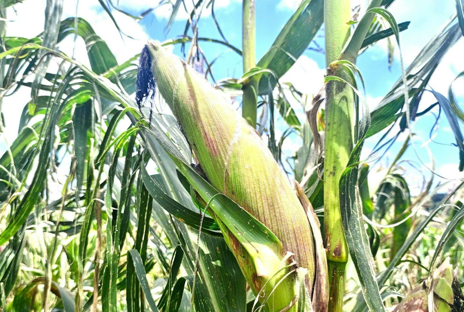 Inside Africa’s ambitious Plans to build a Robust Food Safety System