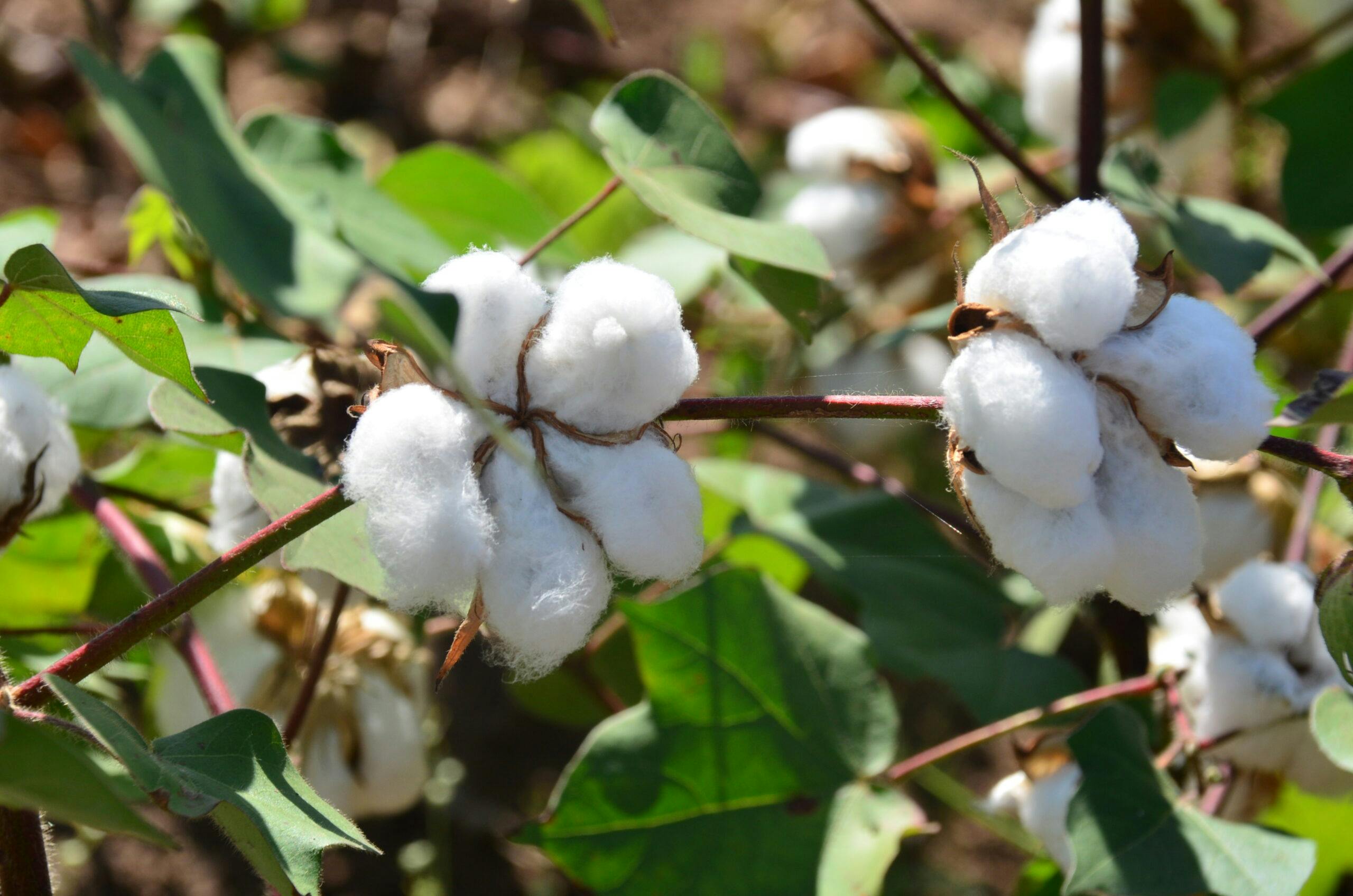 Kenyan High Court Dismisses Case Challenging Lifting of GMO Ban