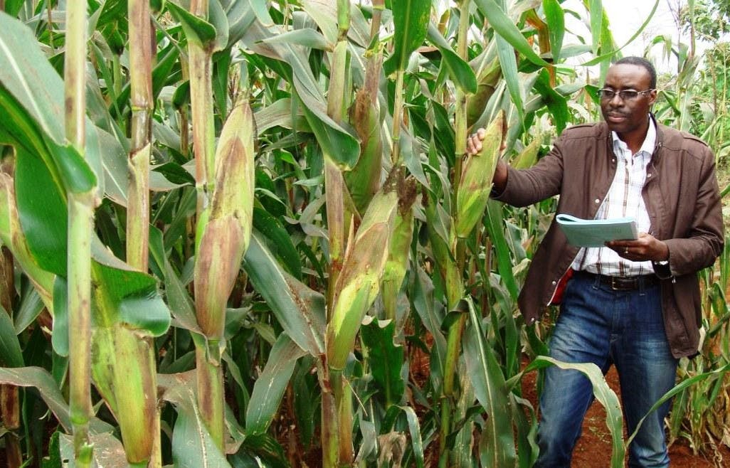 GM maize under research