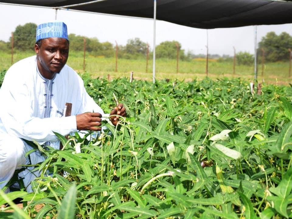 Bt cowpea