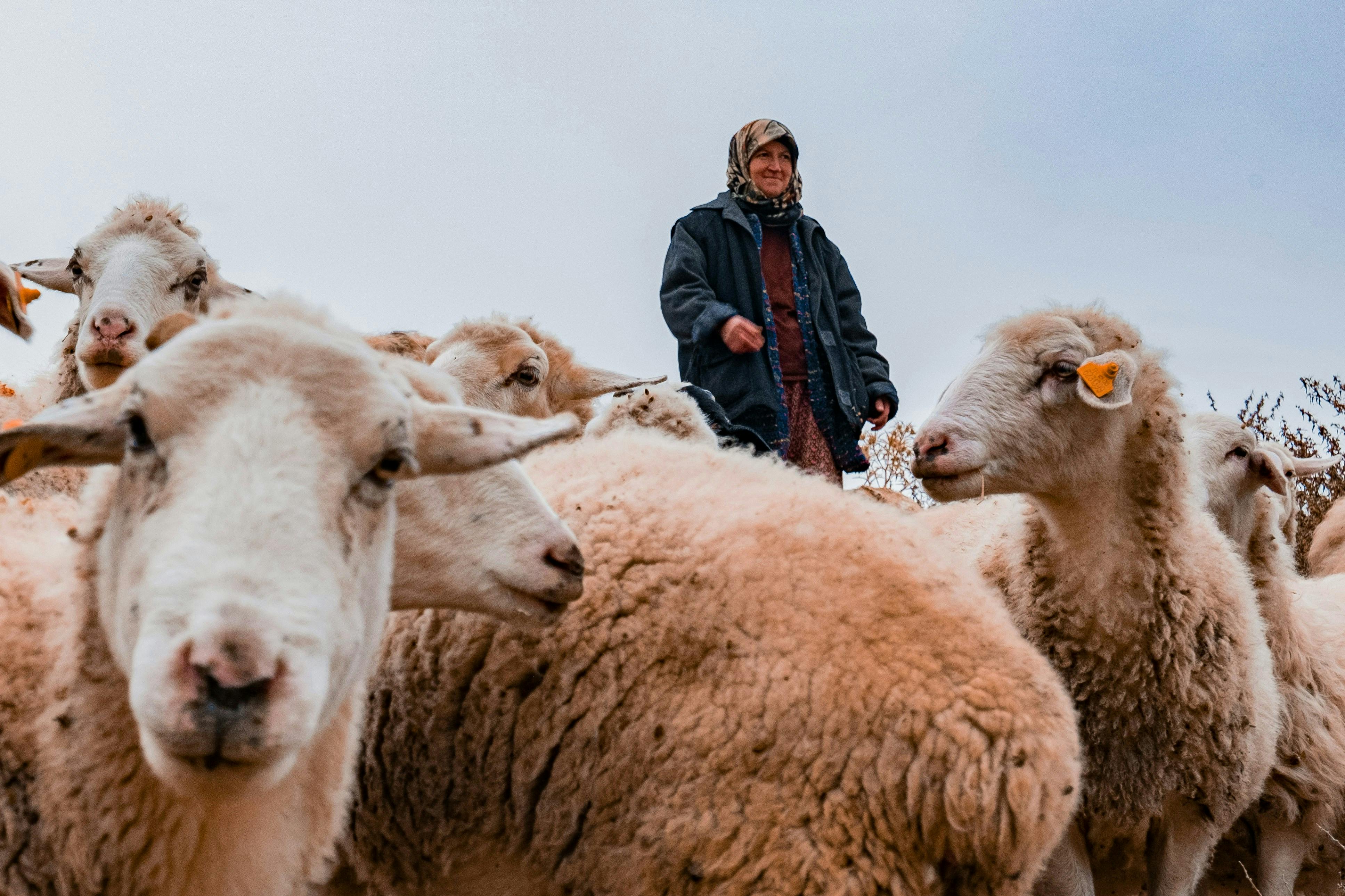 Sheep in Ethiopia
