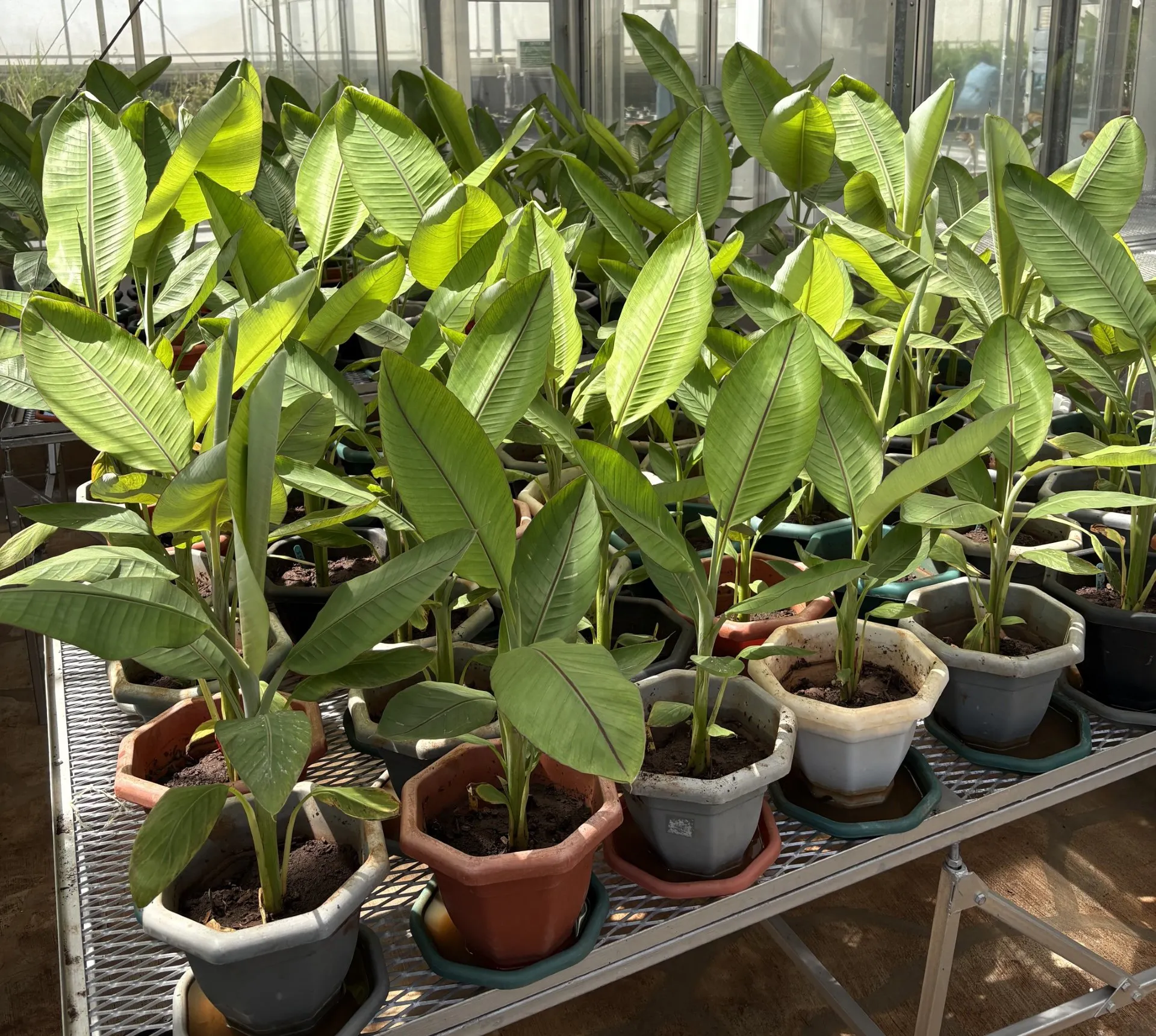 Genome-edited banana