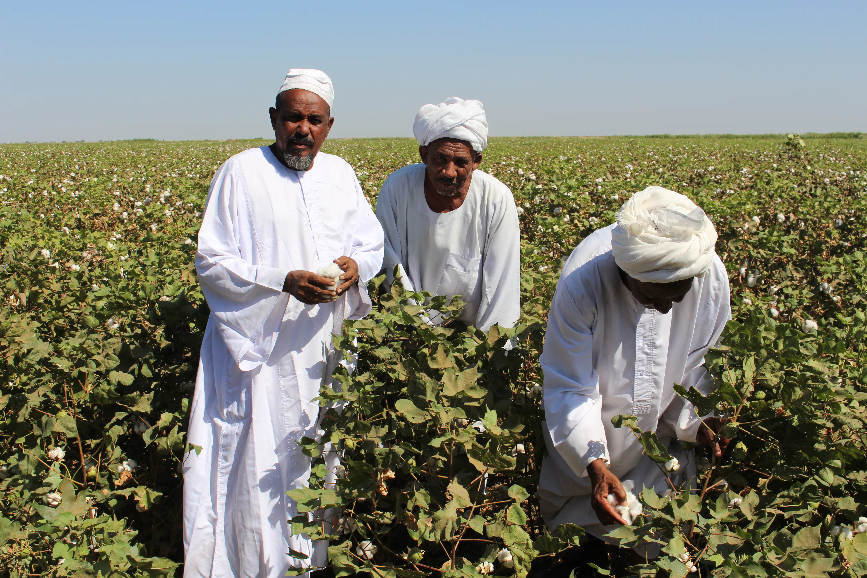 Sudanese farmers inspect their Bt cotton crop, anticipating improved yields and incomes. The Biotech Africa Portal will expand access to biotechnology knowledge across Africa.