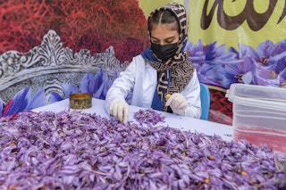 girl sifts through purple zafran flowers on a table