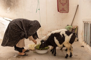 A woman in a veil bends over to feed her sheep.