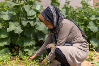A woman crouches and picks weeds in a garden.