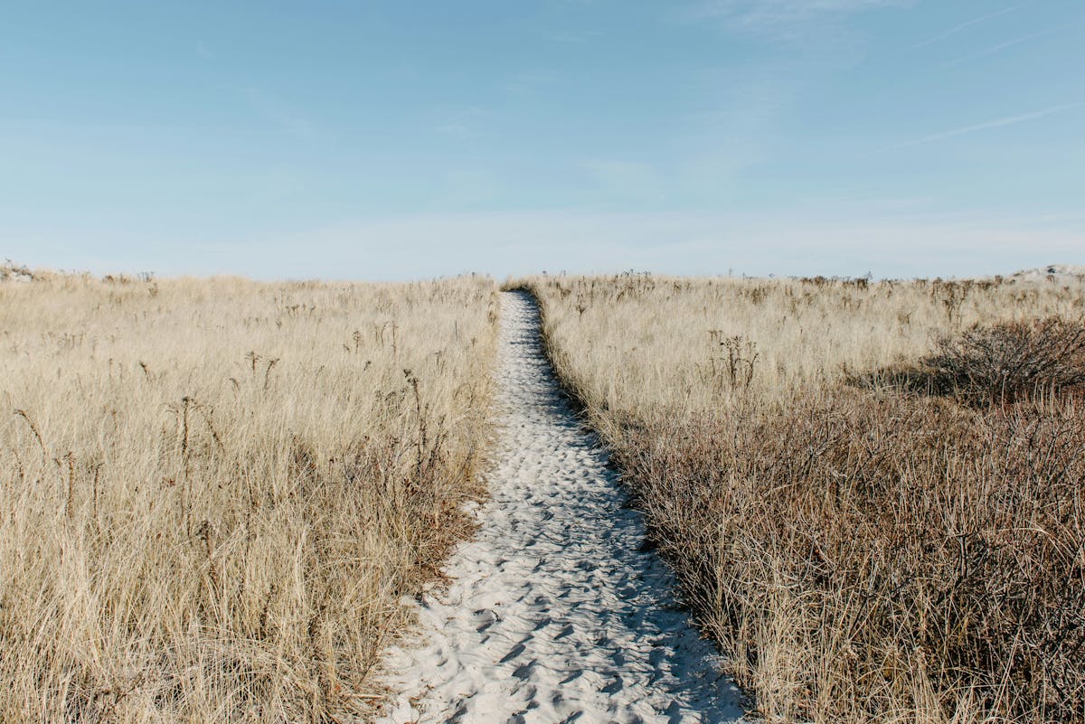 A sand pathway between tall grass