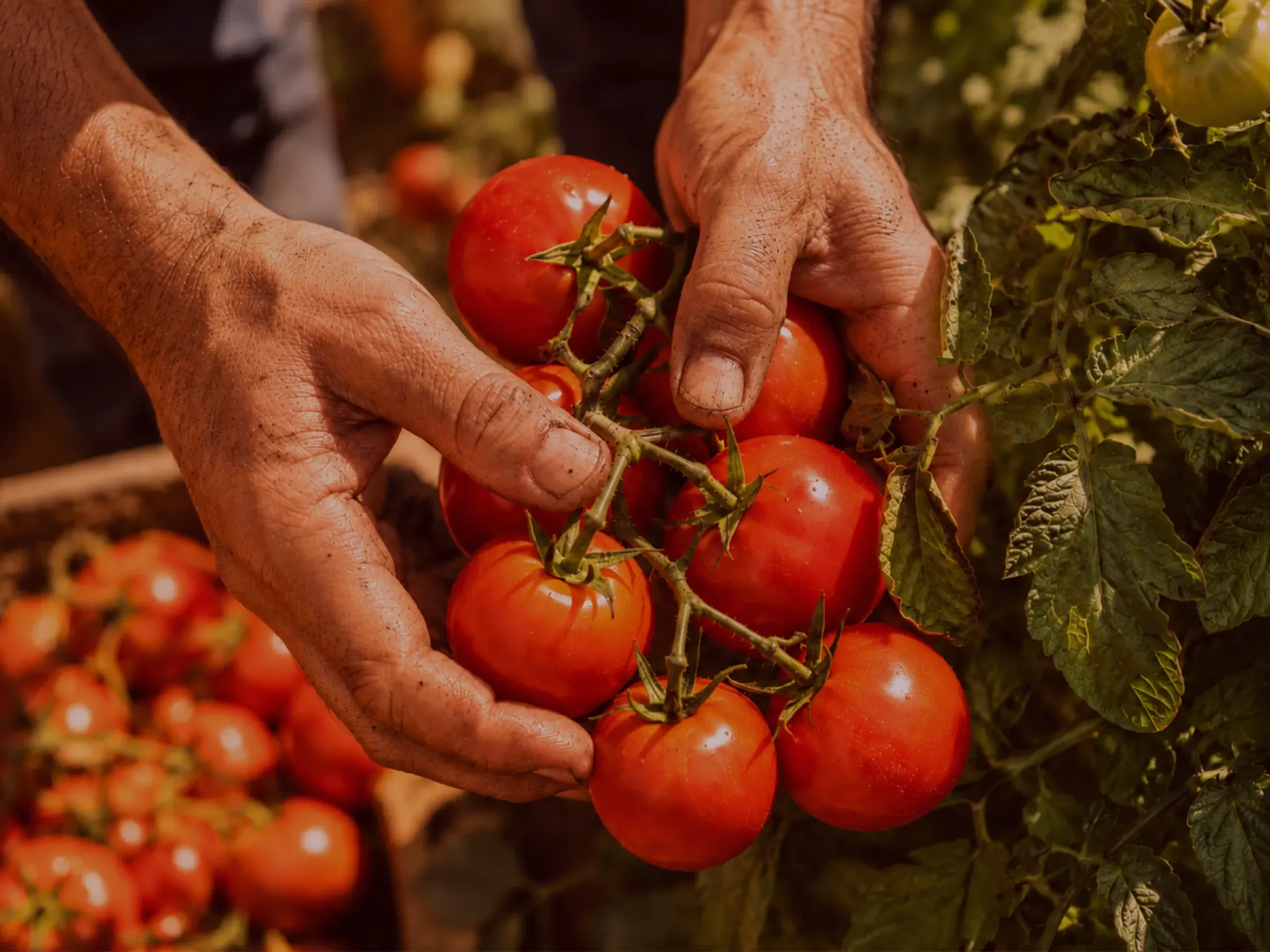 Agrumea Farm - Azienda agricola e di produzione alimentare siciliana