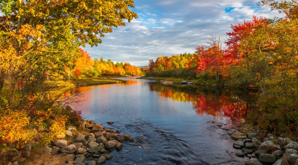 Autumn Forest