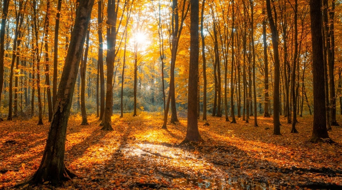 Fall Road Trips with AI