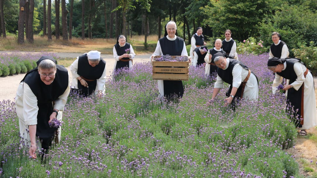 Nonnen in zwart-witte habijten oogsten lavendel in een tuin, één houdt een houten kist vast.