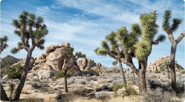 Joshua tree landscape