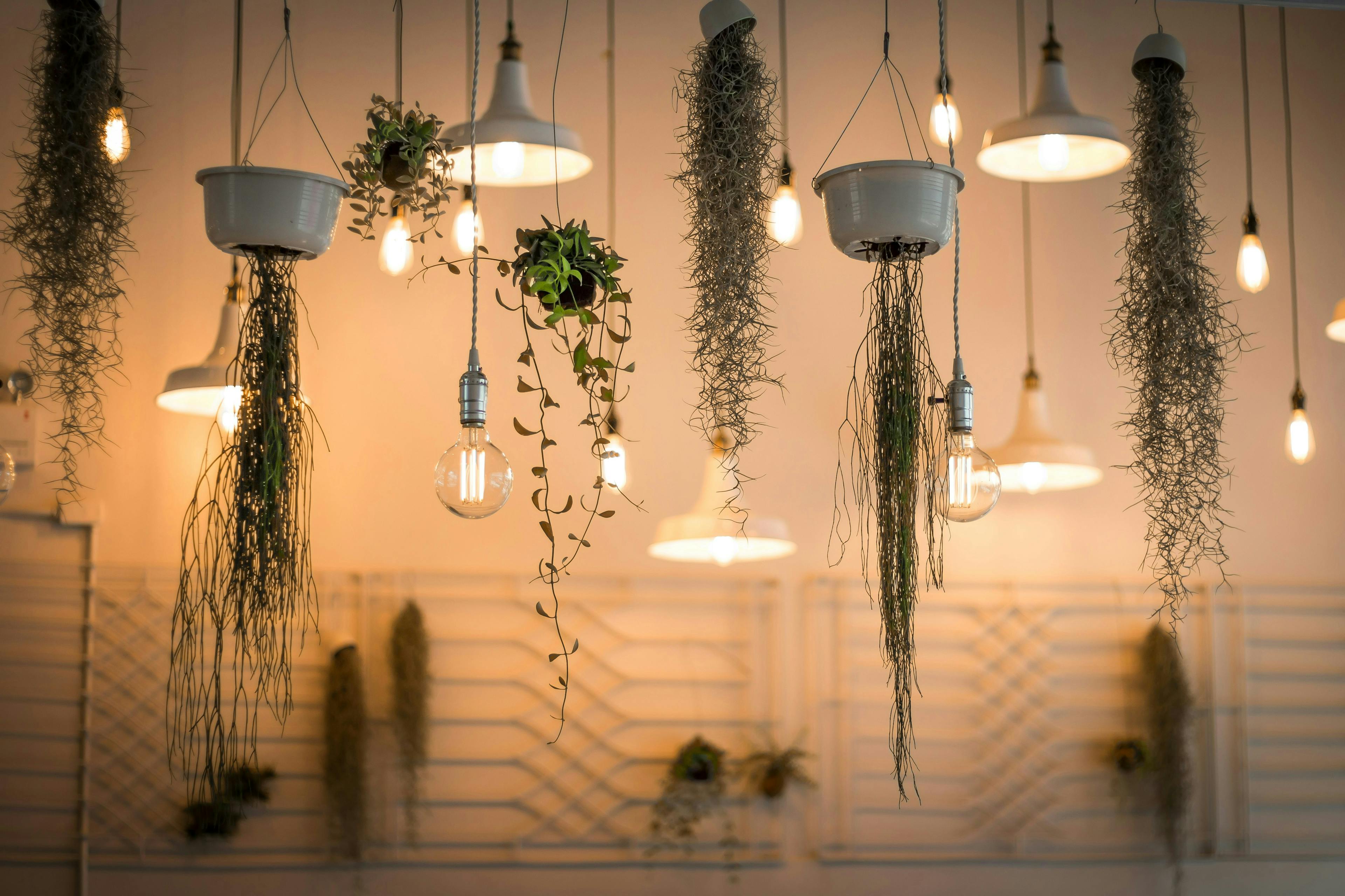 lights interspersed with hanging plants