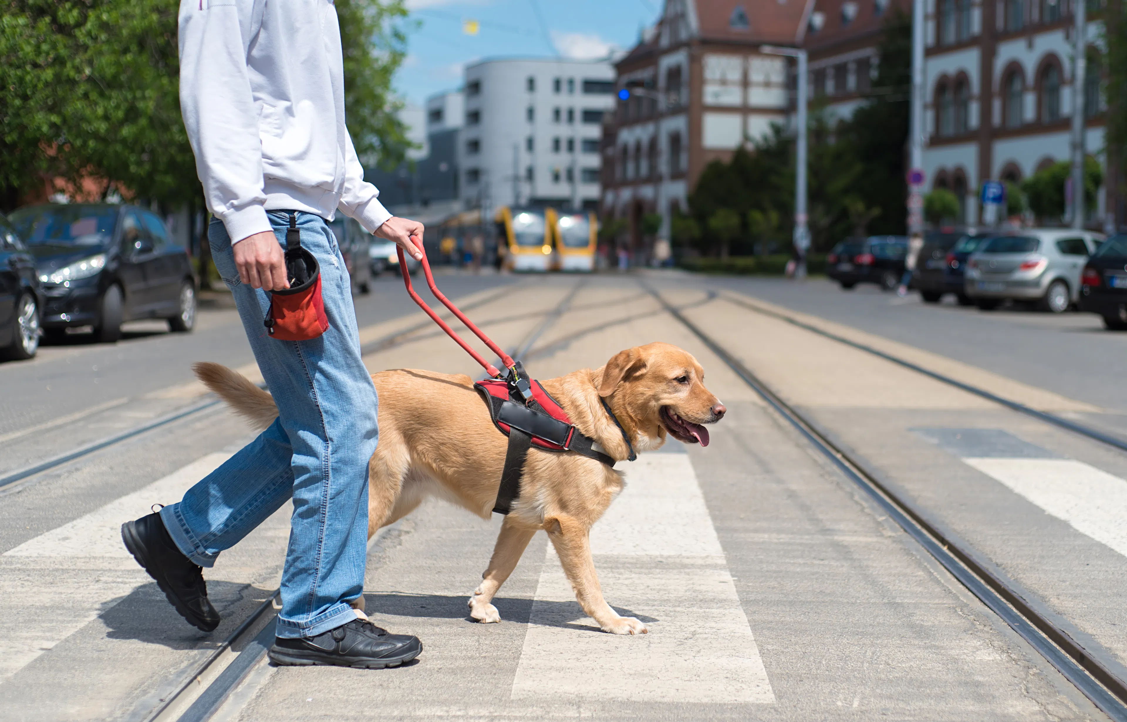 Navigating the Vrbo Service Animal Policy