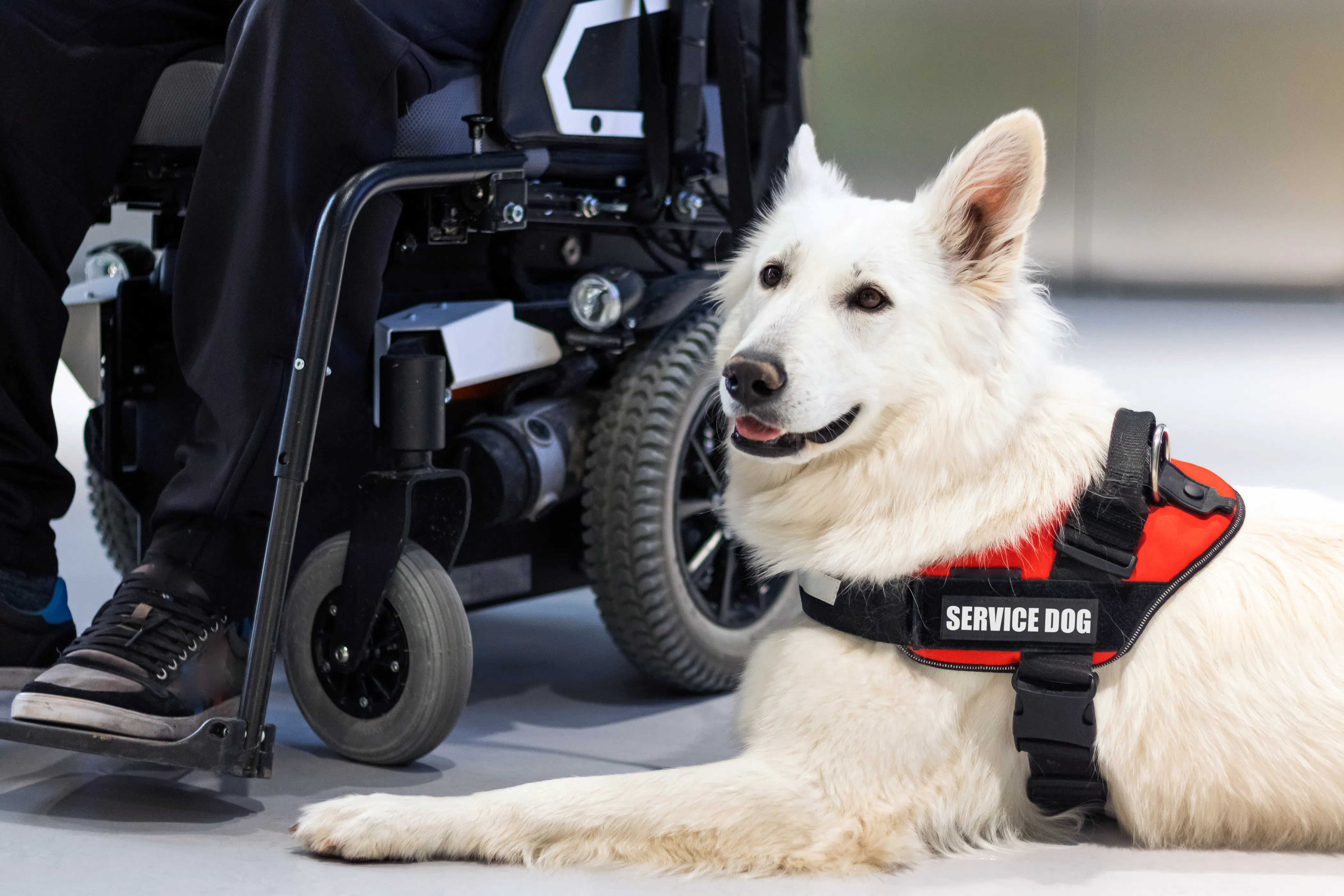 Service dog lying next to wheelchair