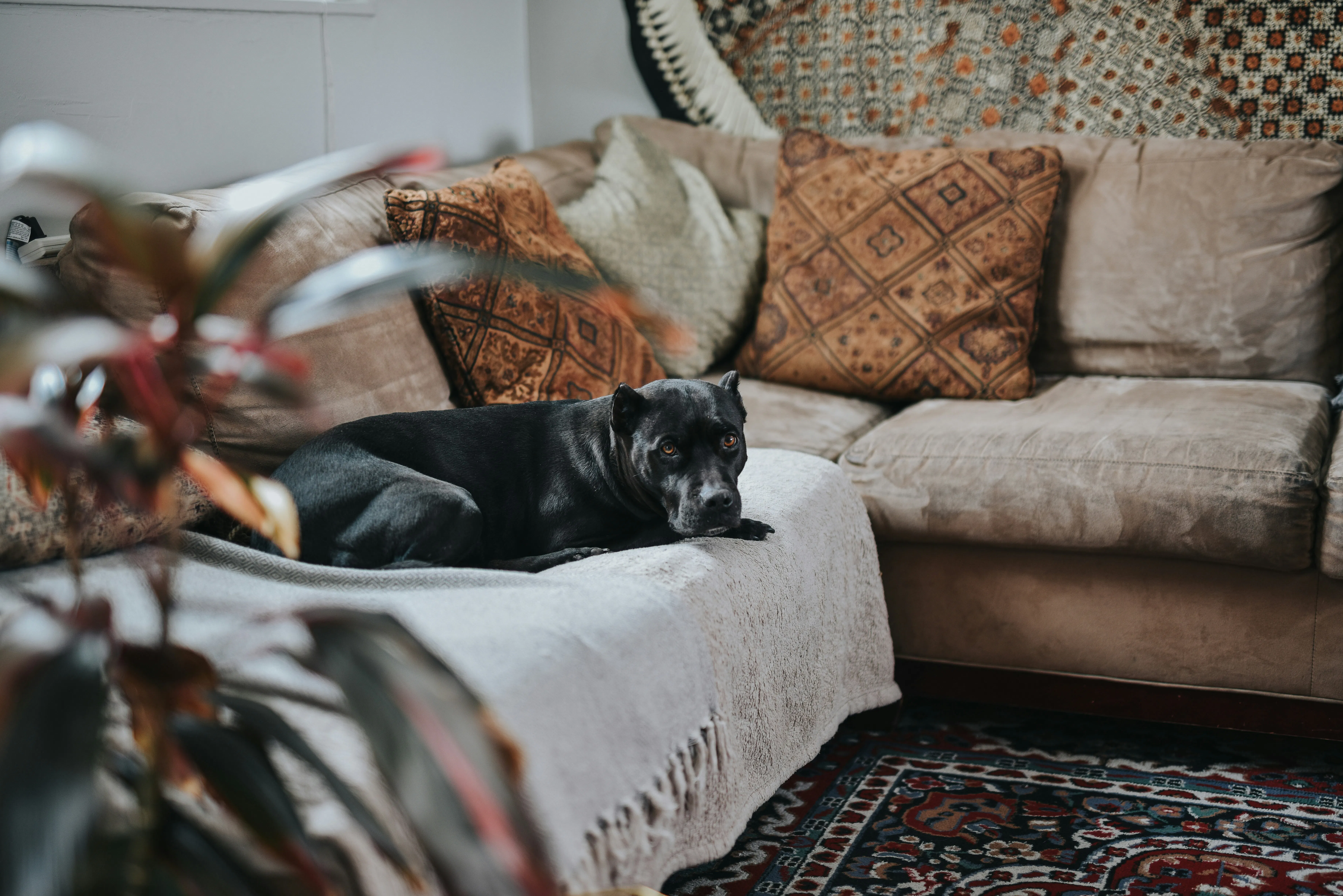 dog on couch