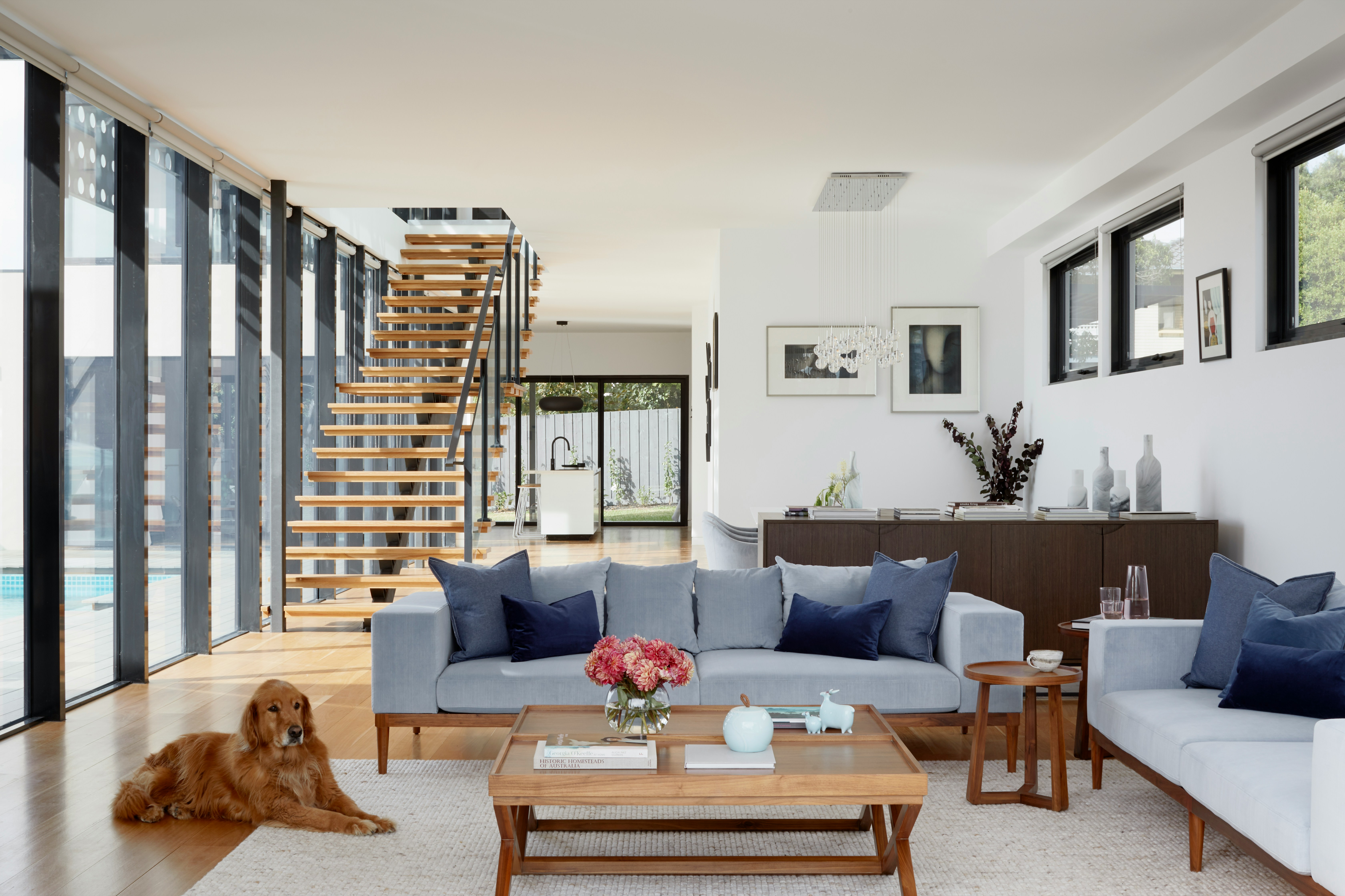 dog sitting in the living room