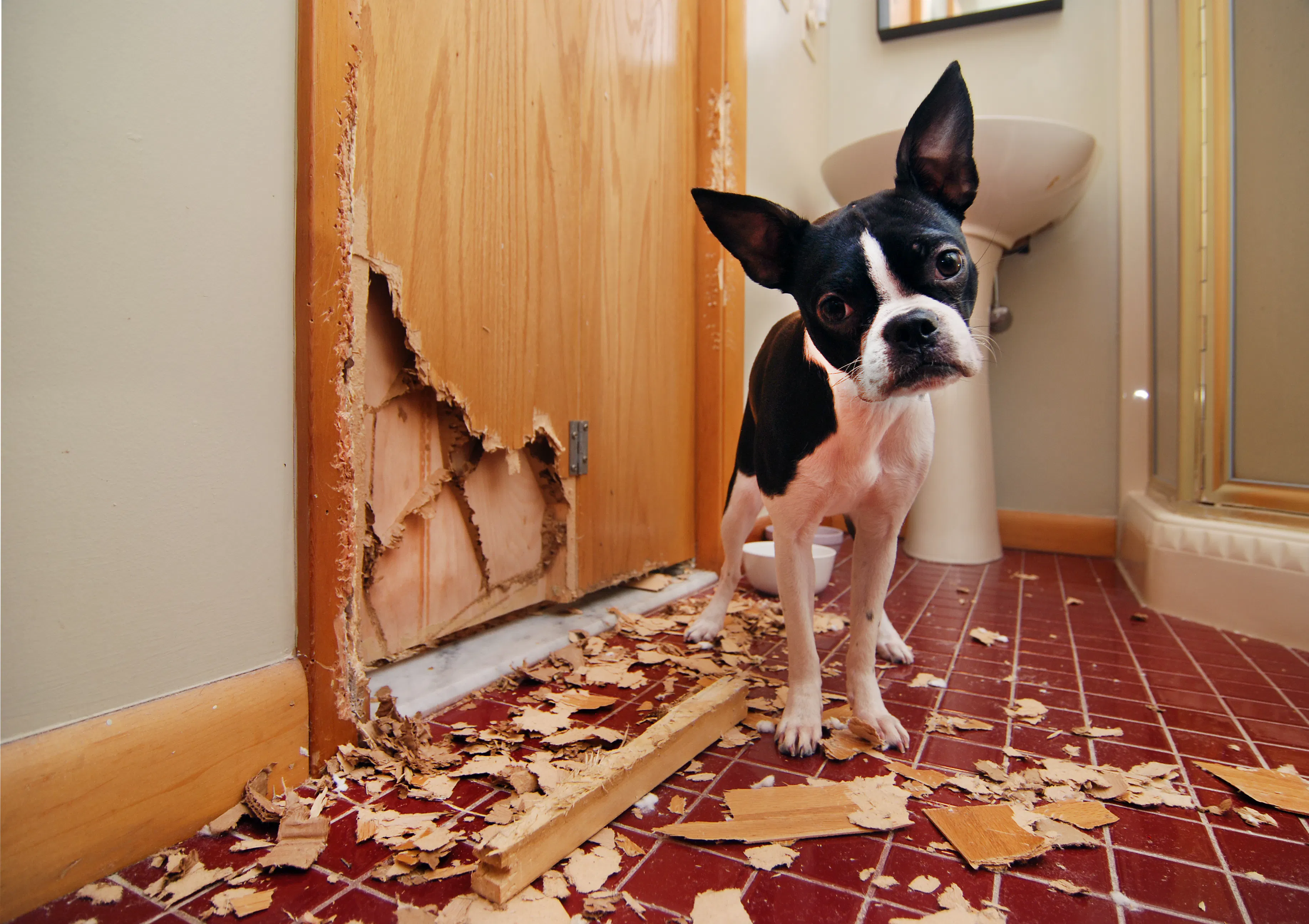 dog chewing door