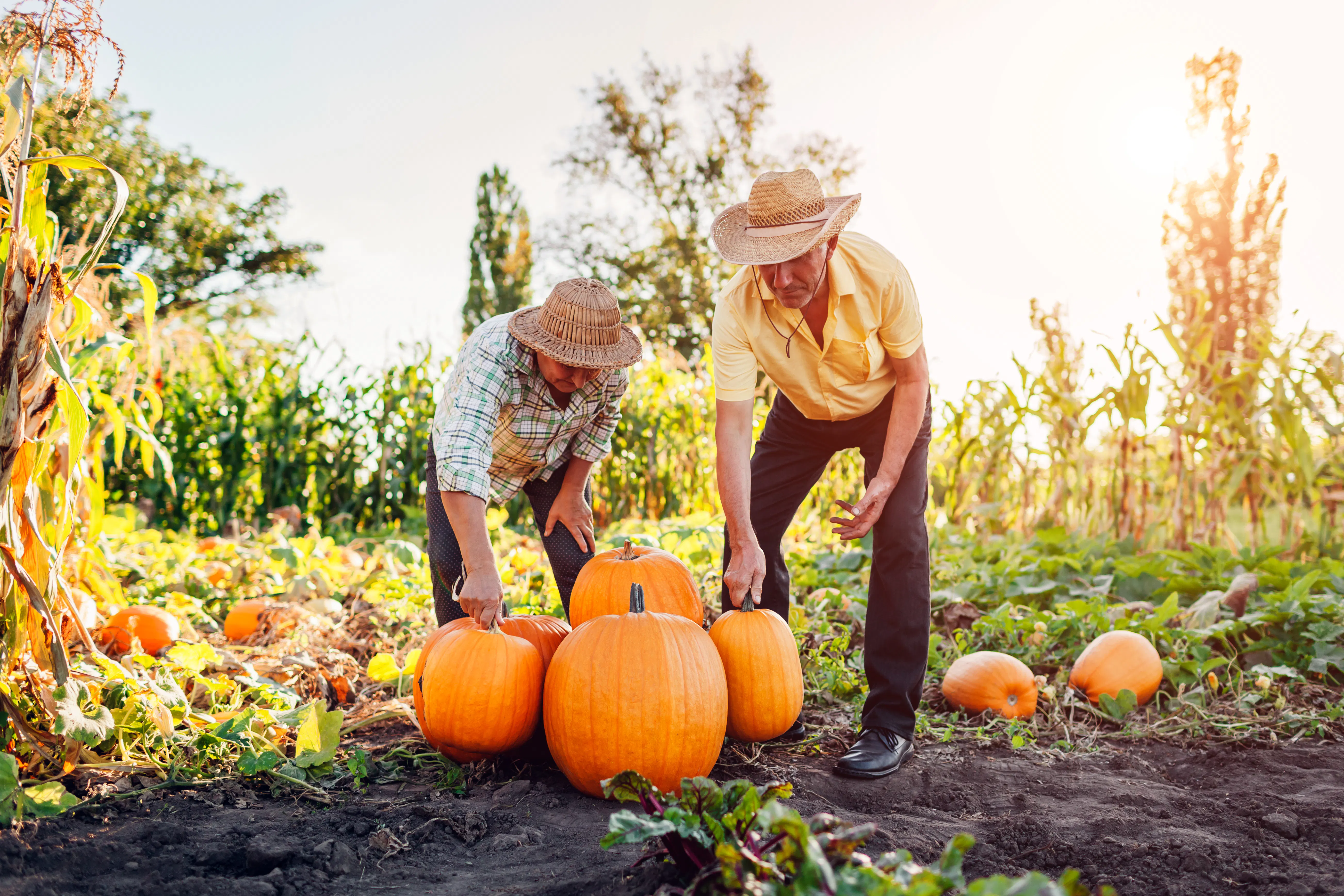 Couple harvesting pumpkins