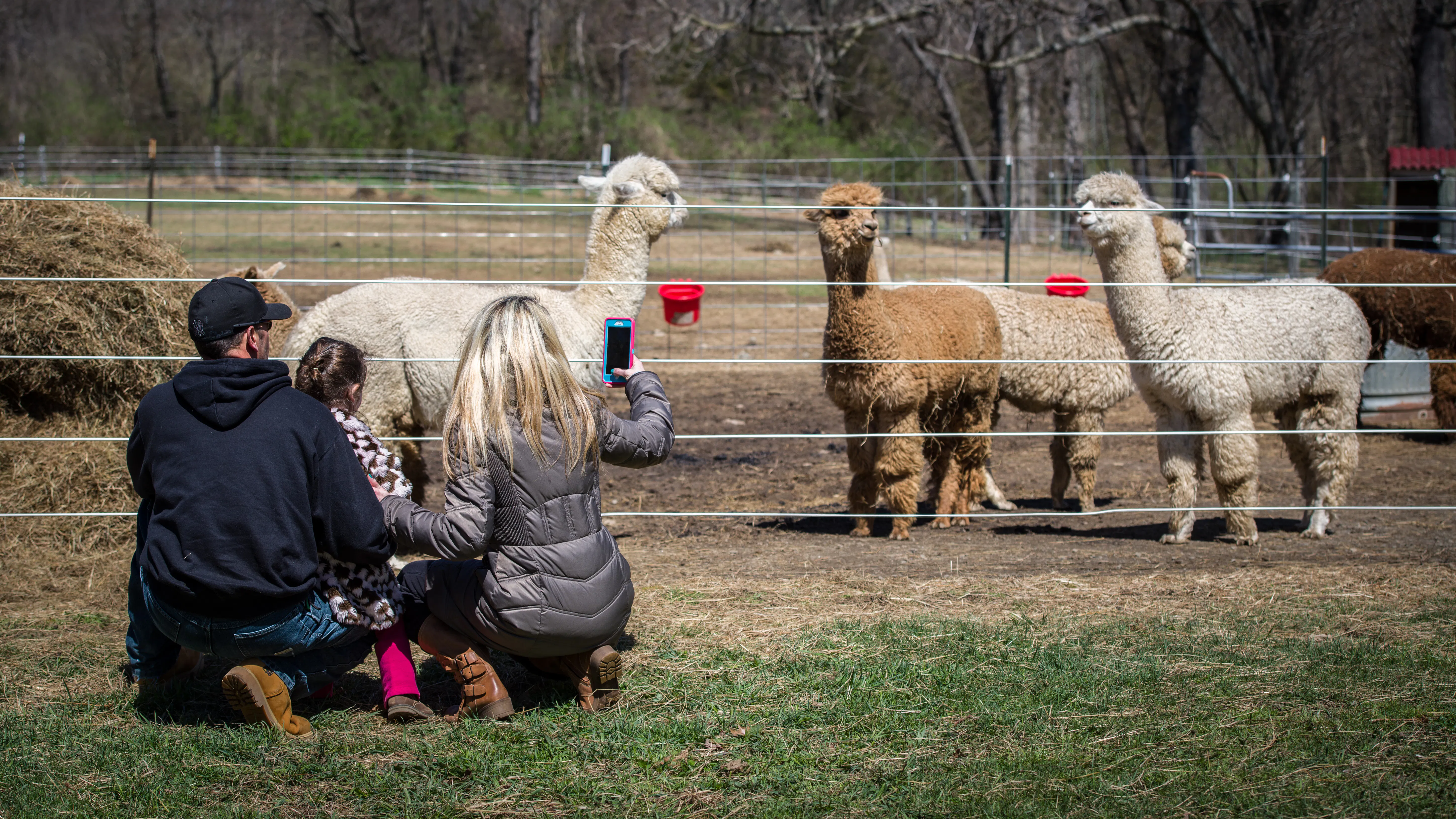 Family taking photo of alpacas