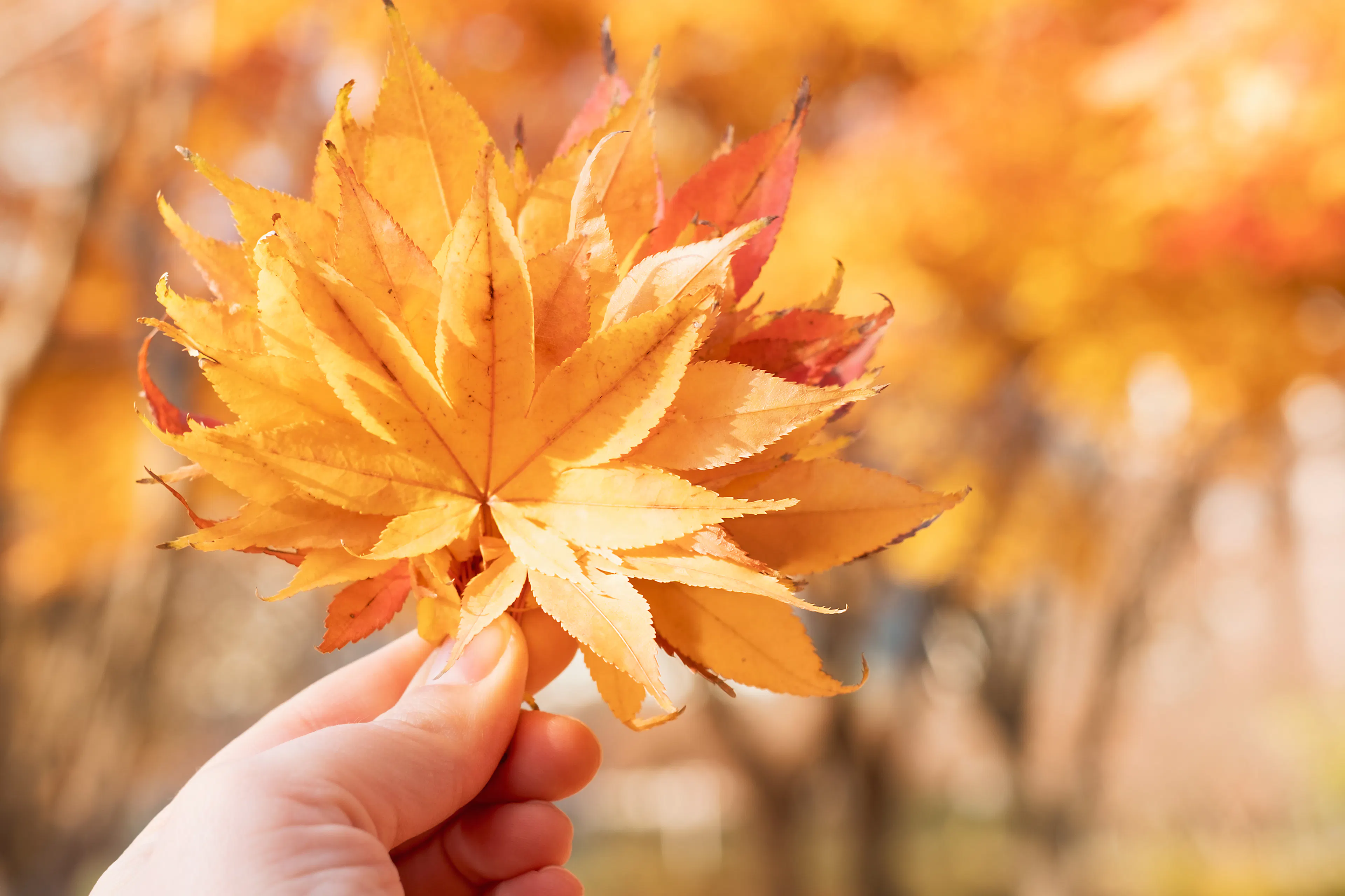 Leaf Peeping 2026: The Fastest-Growing Region Is Raising Prices the Least