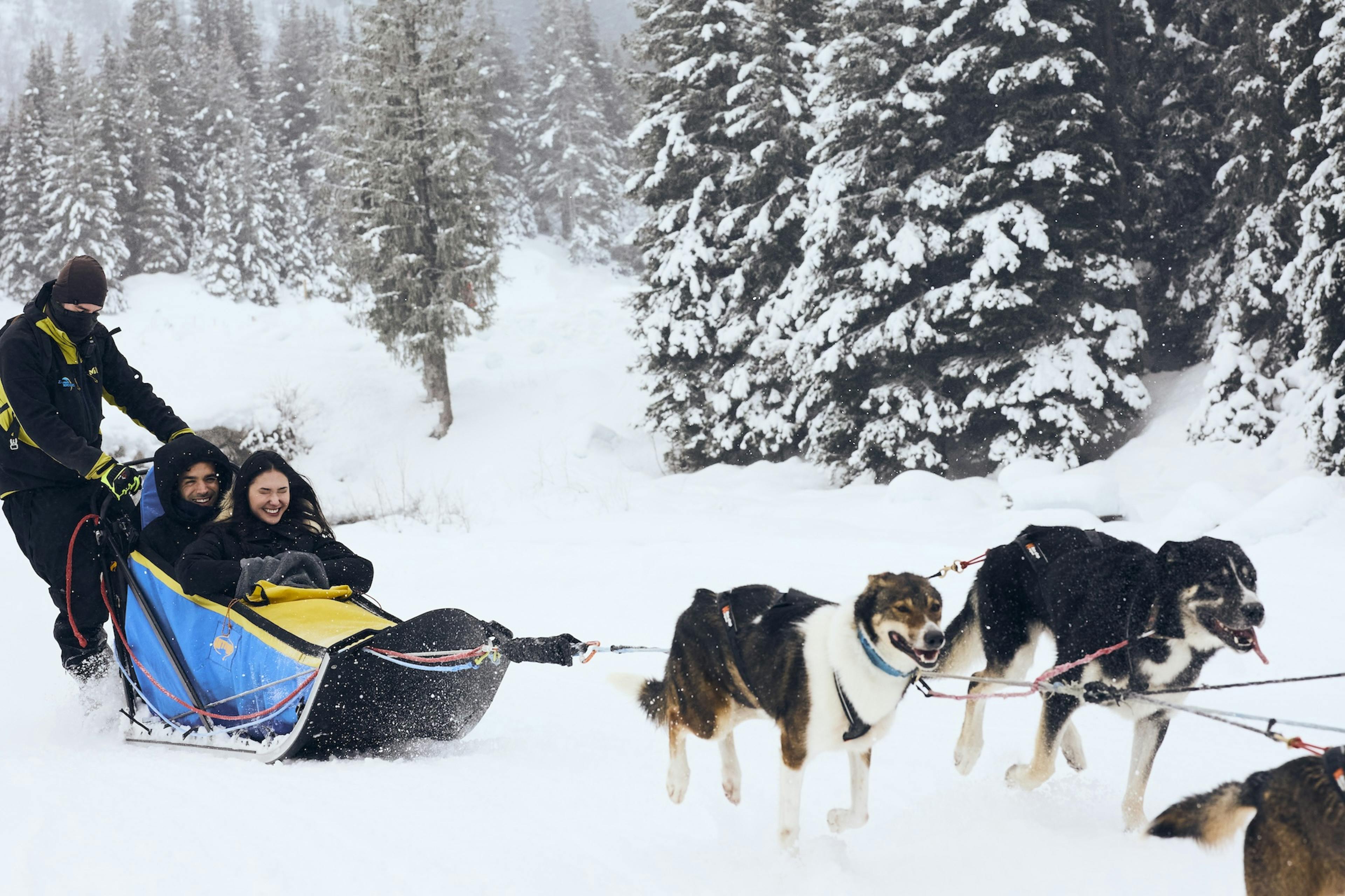 Activité Chiens de traîneau à l'hôtel de luxe Airelles Courchevel, au coeur des 3 Vallées