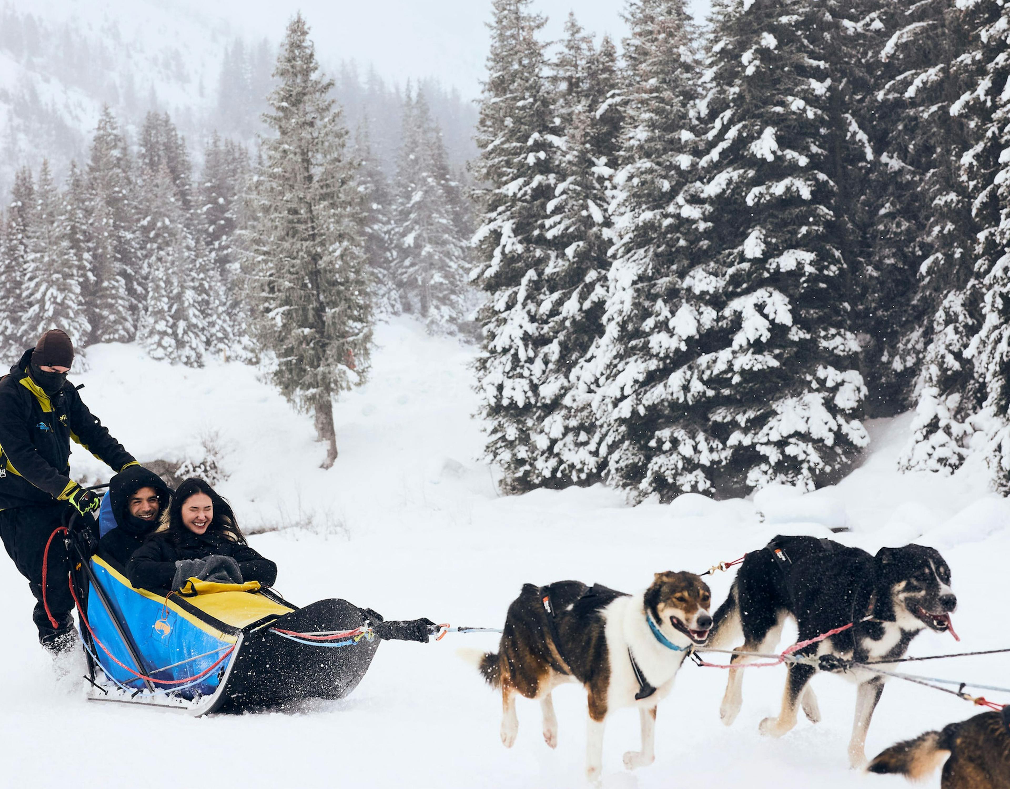 Airelles Val d'Isère, expérience chiens de traineau