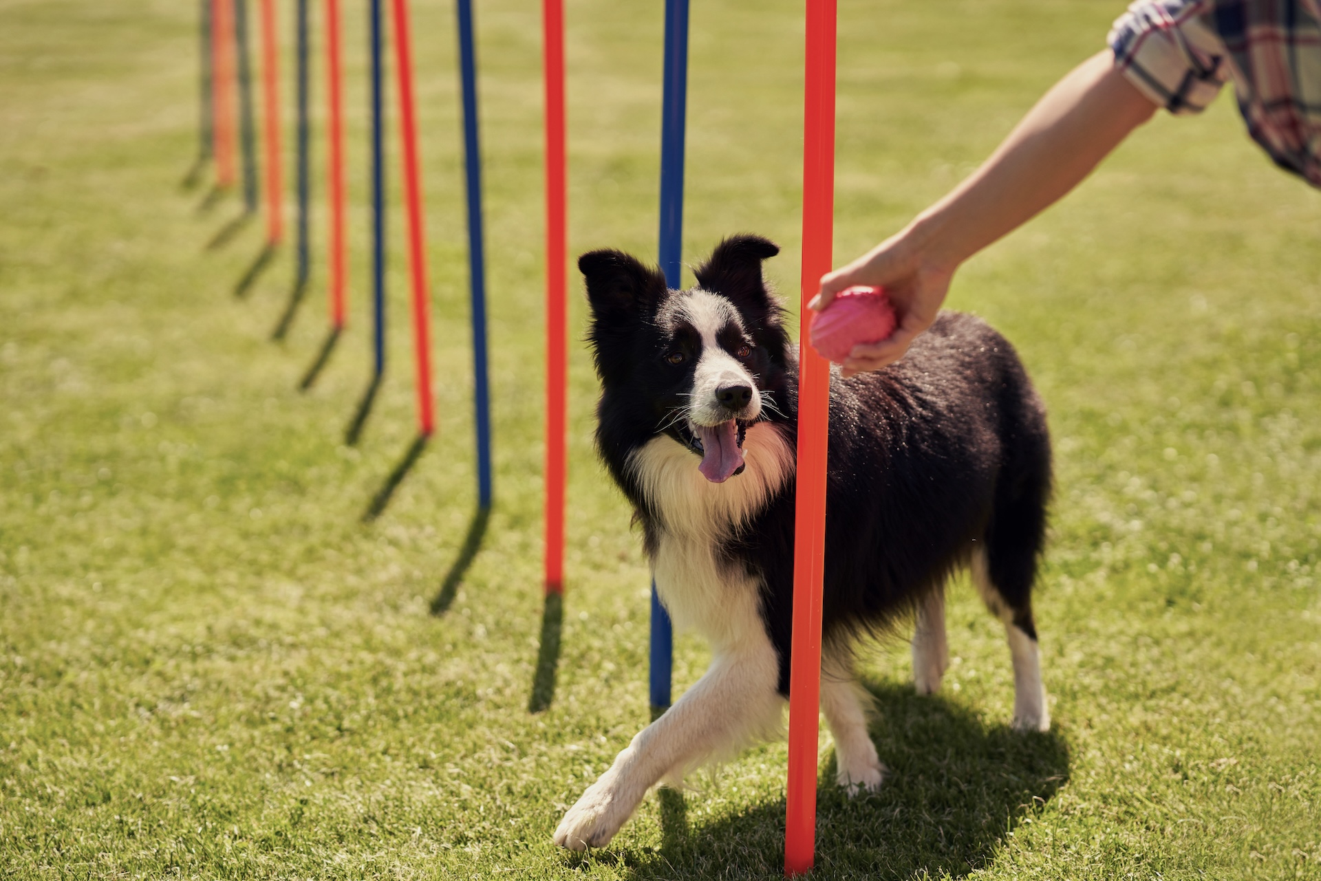 Dog Agility Course 5 hotel Chateau de Versailles