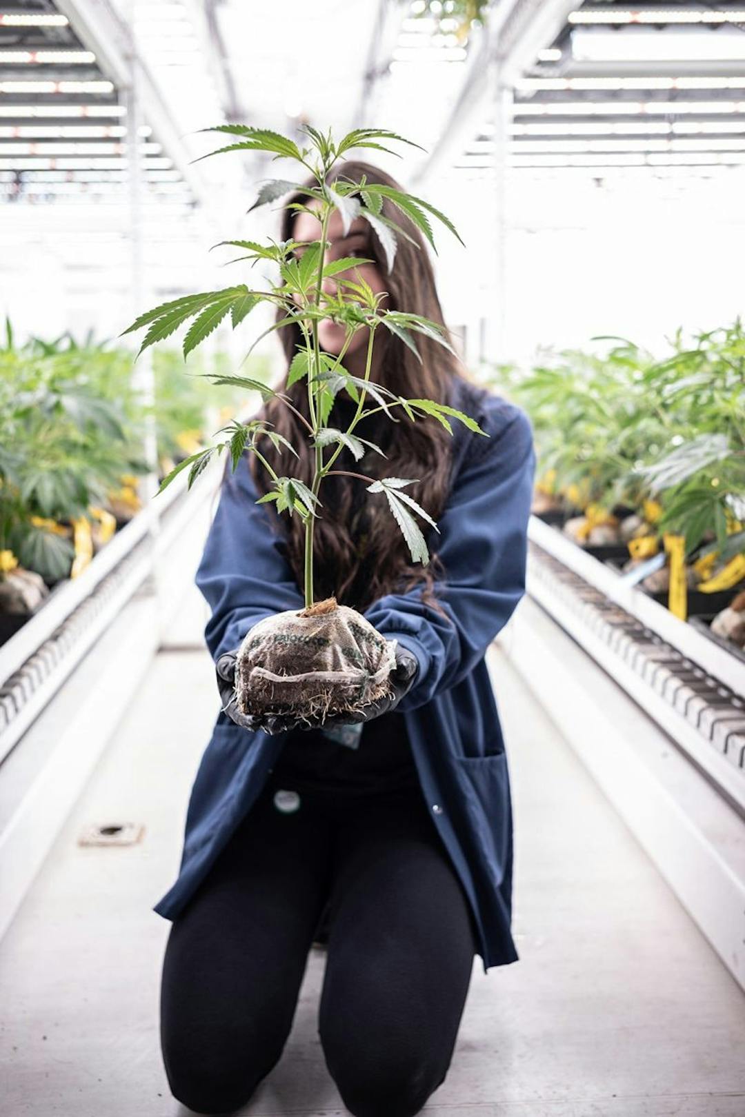 Woman holding a cannabis plant indoors