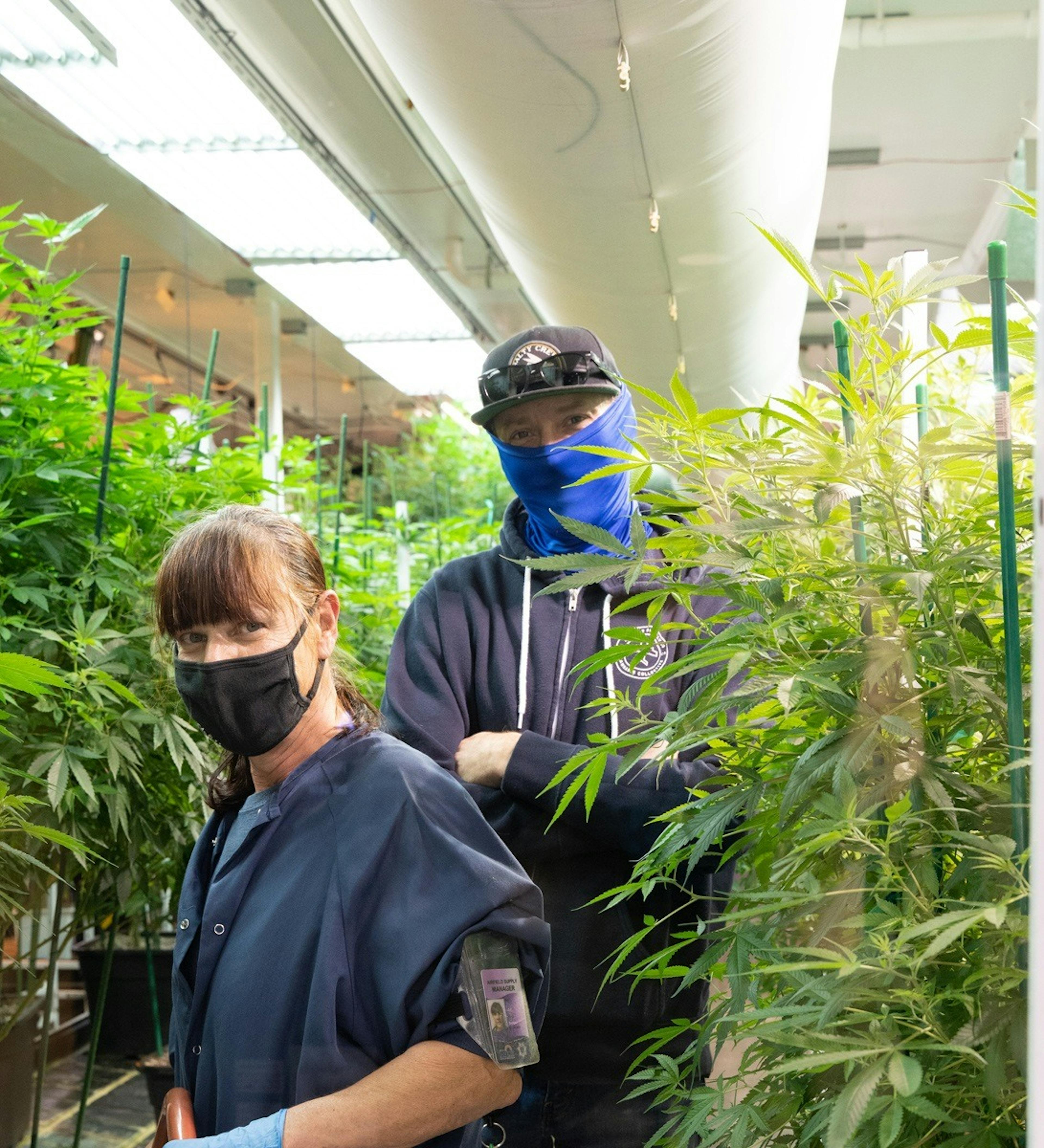 Two people working inside indoor cannabis grow