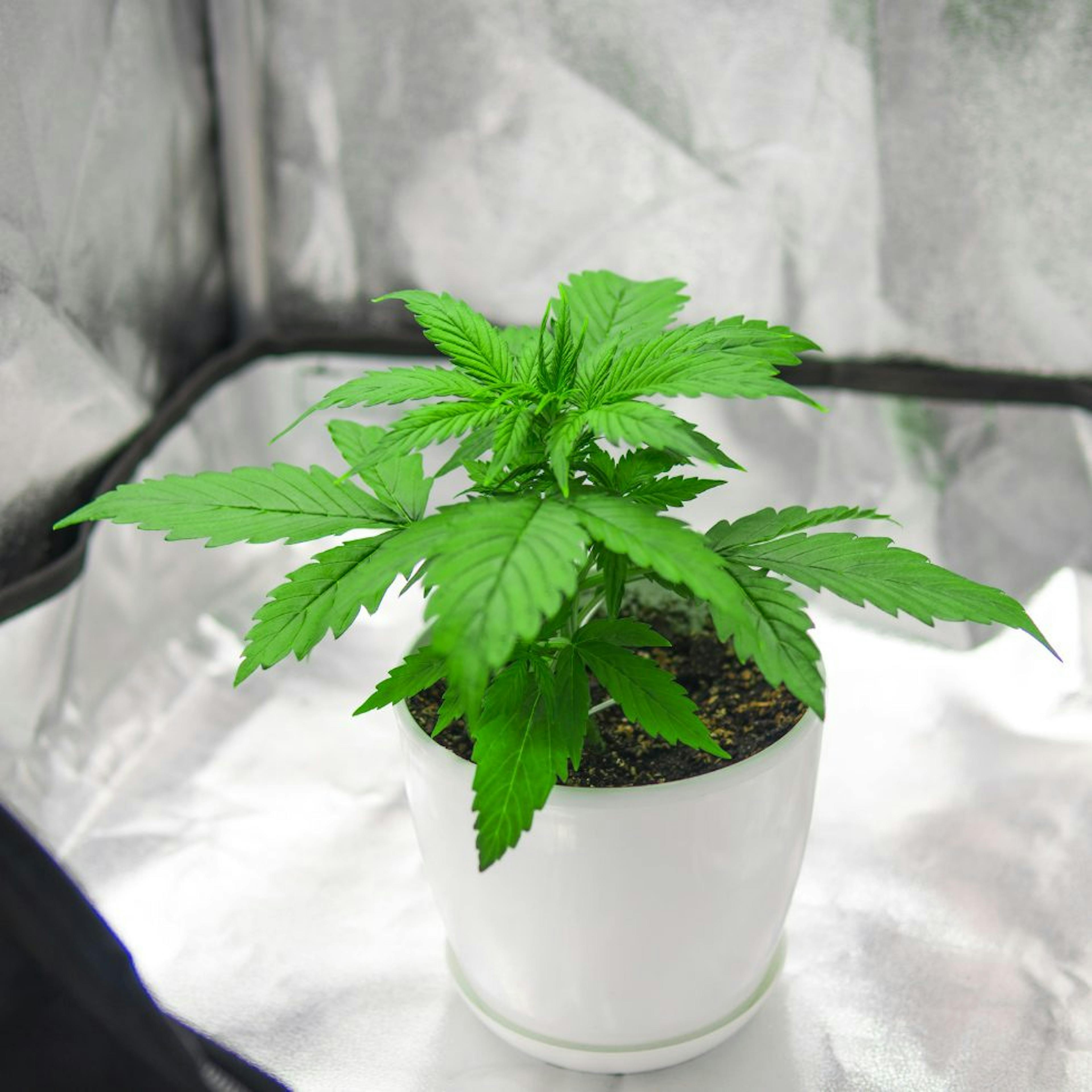 A cannabis plant early in its grow process