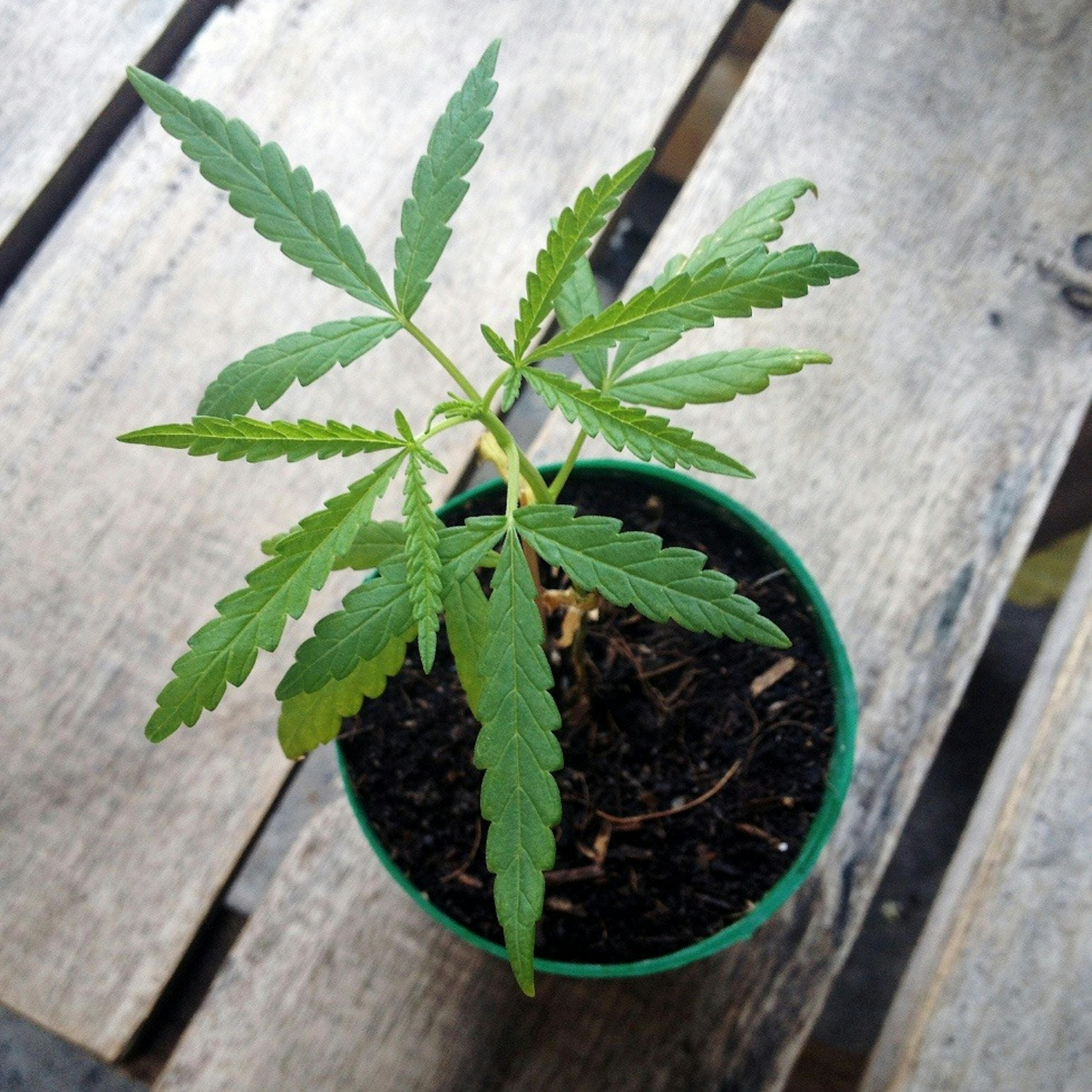 A cannabis plant in a pot growing outdoors