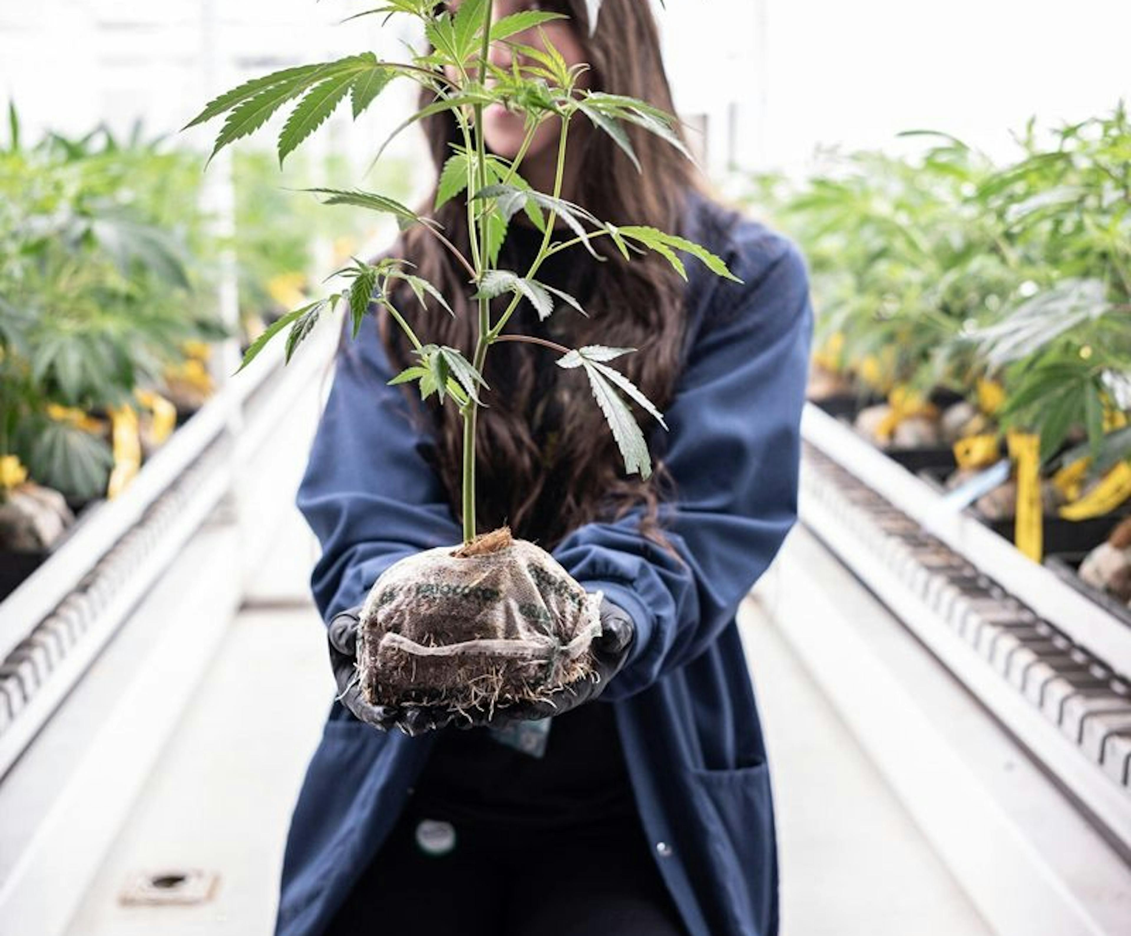 Woman holding a cannabis plant indoor