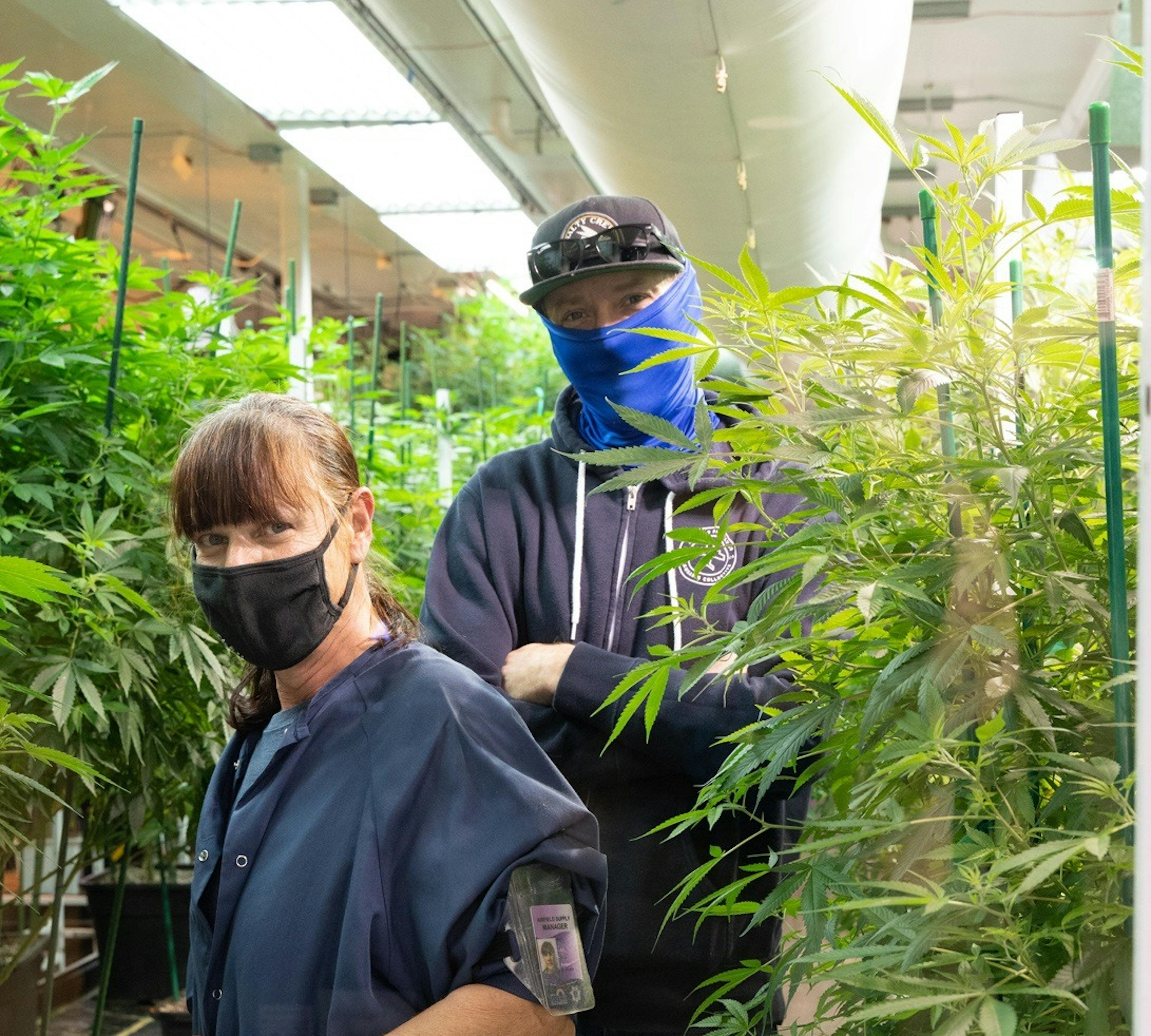 Two people working inside indoor cannabis grow