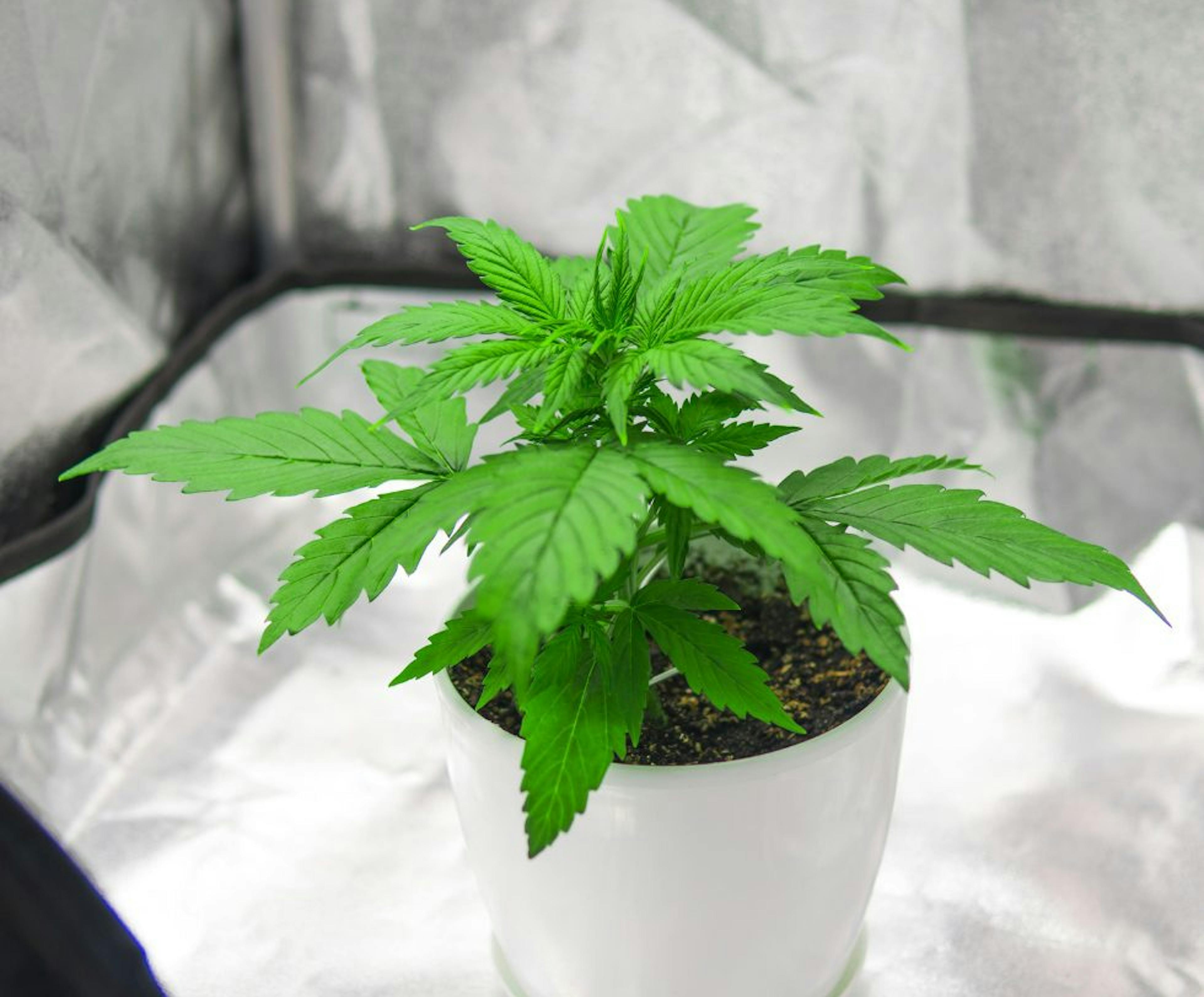 A cannabis plant early in its grow process