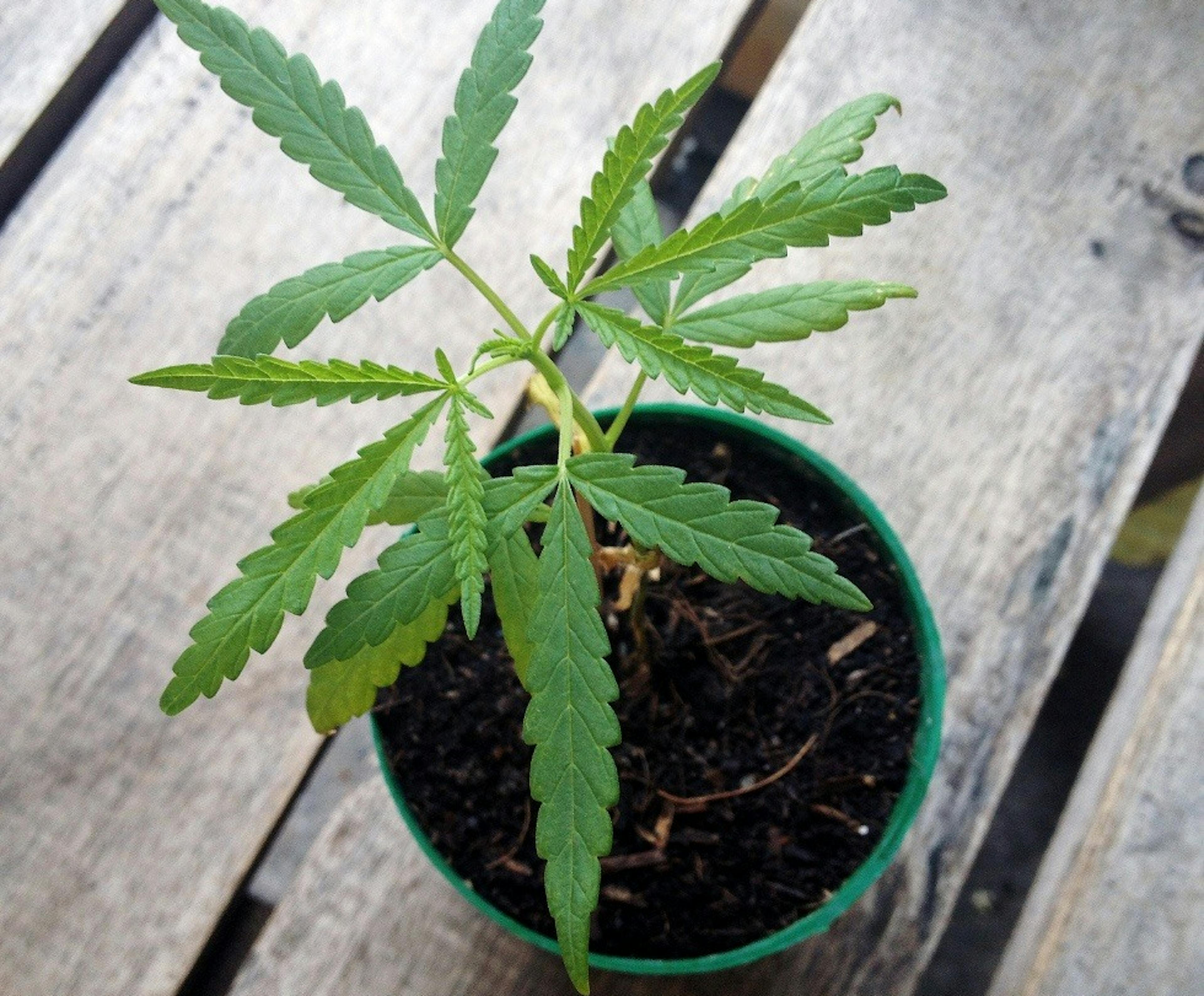 A cannabis plant in a pot growing outdoors