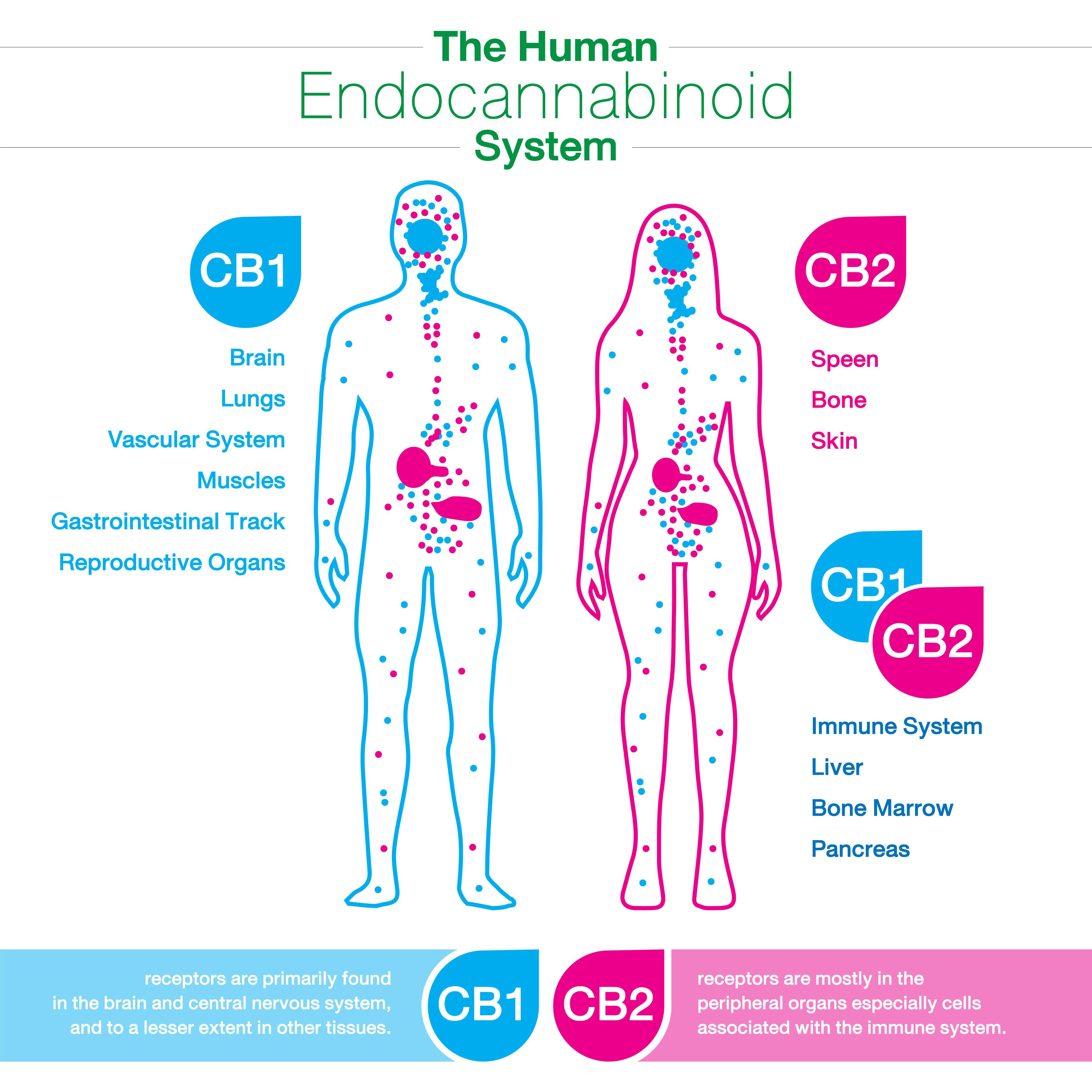 The Human Endocannabinoid System