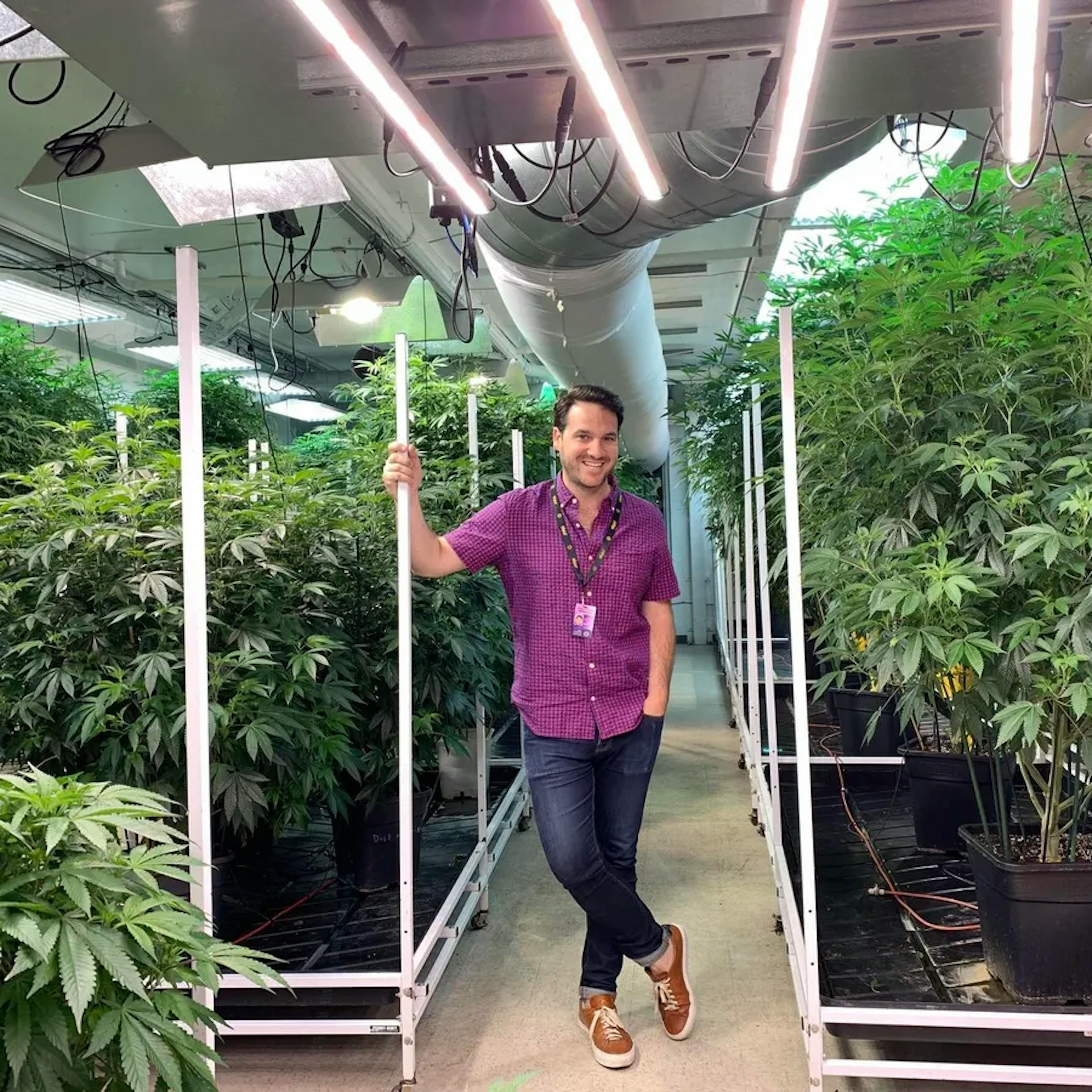 Man inside grow room with cannabis plants at Airfield