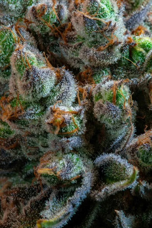Close-up of cannabis plant representing statewide medical cannabis registry compliance