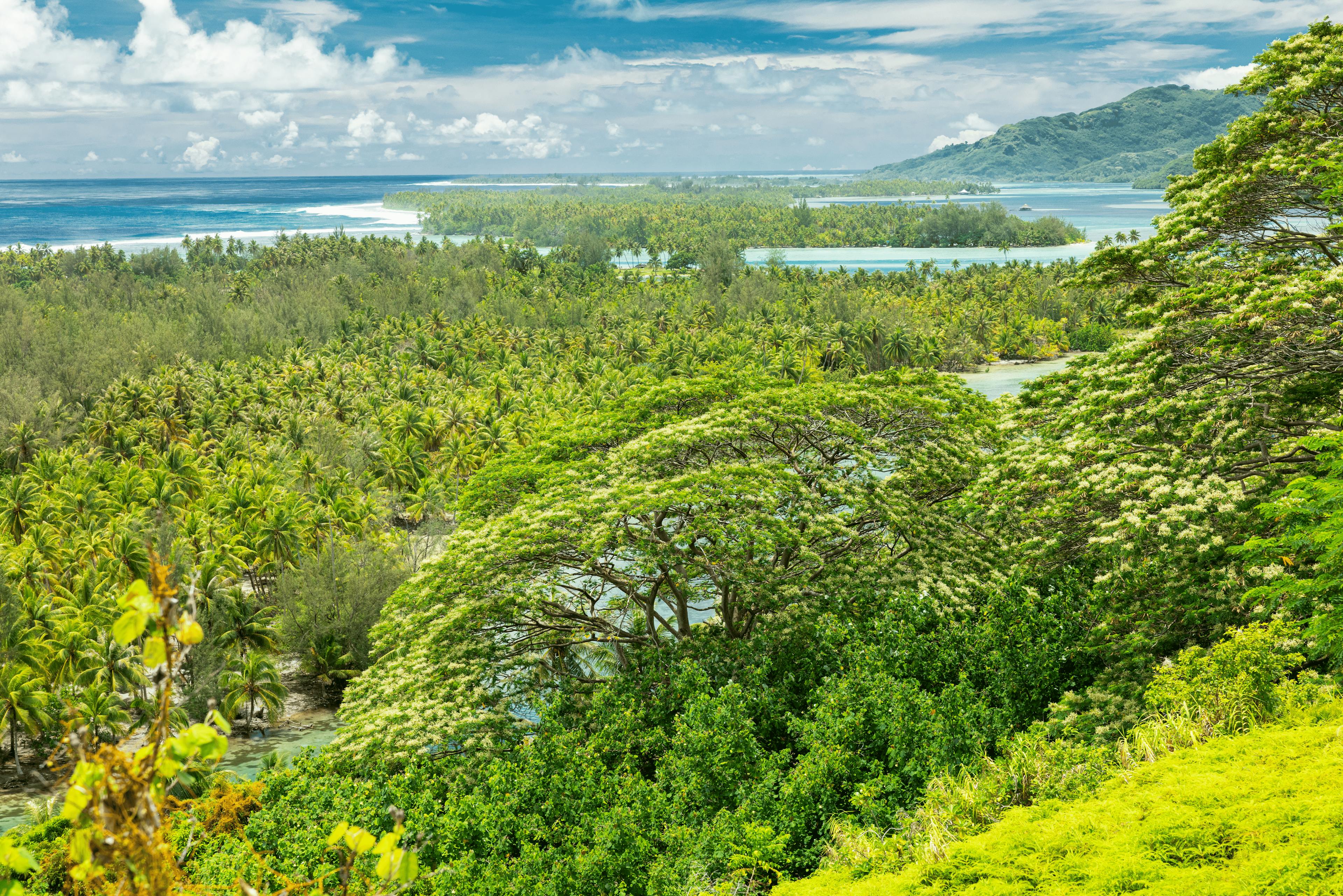 Panoramic view of Huahine, an island in French Polynesia, featuring lush vegetation with palm trees and tropical foliage overlooking a turquoise lagoon. In the distance, the ocean and green mountains enhance the breathtaking scenery.