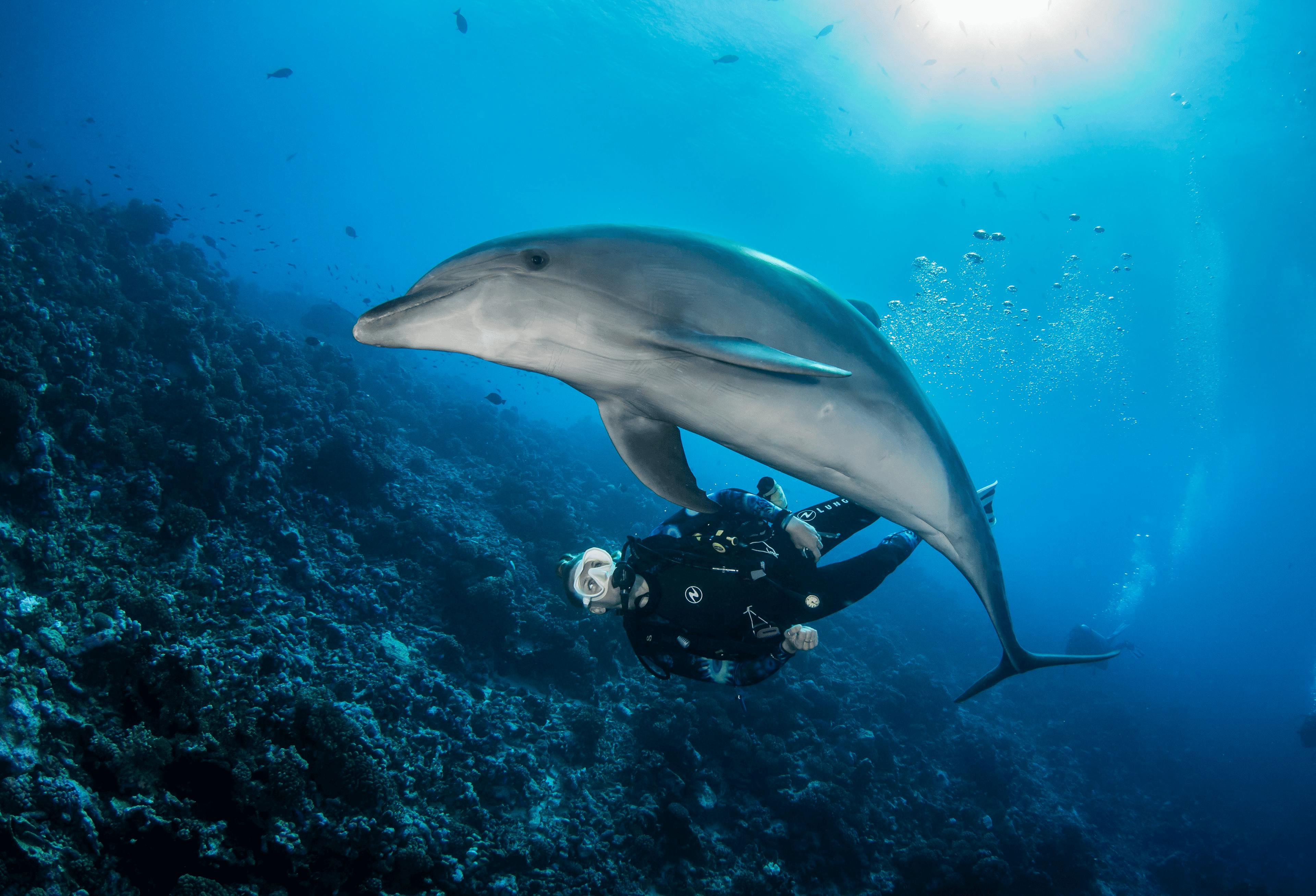 Un plongeur en combinaison nage sous l’eau aux côtés d’un dauphin, qui semble jouer en glissant au-dessus de lui. Le récif corallien, peuplé de poissons tropicaux, s’étend dans les profondeurs, illuminé par les rayons du soleil filtrant à travers l’eau azur.