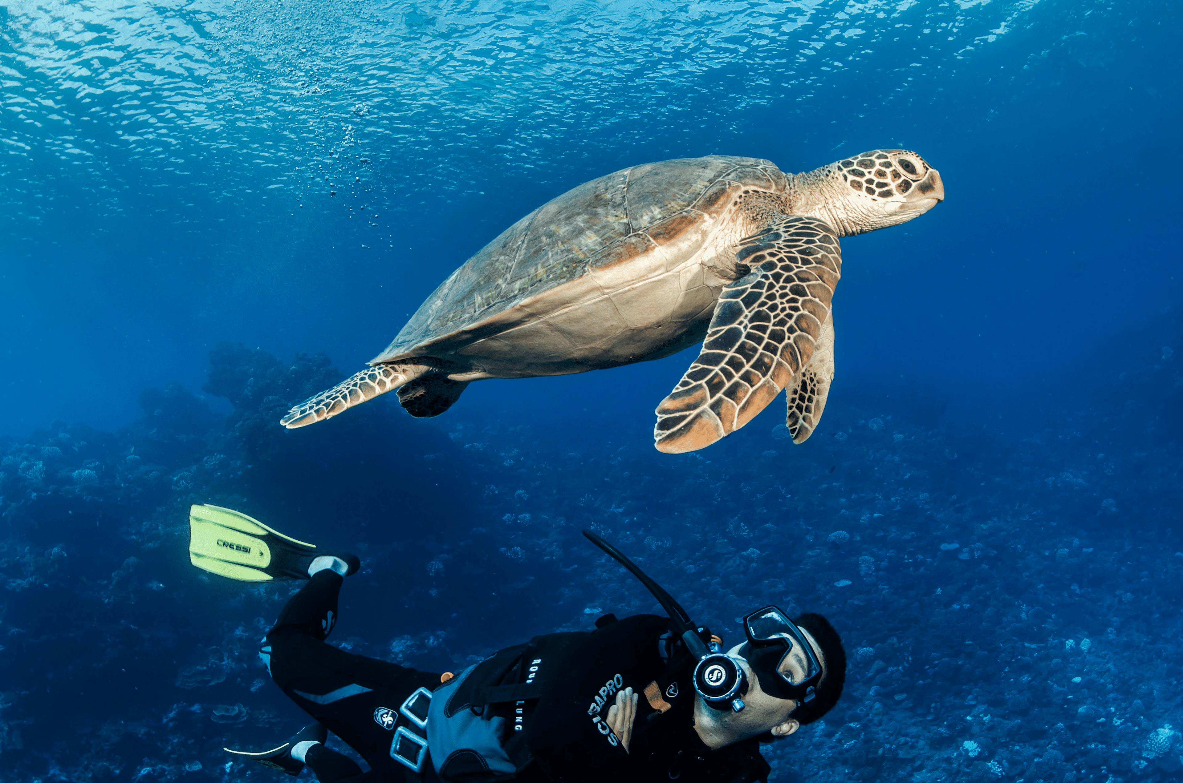 Un plongeur explore les profondeurs marines de Fakarava en nageant aux côtés d’une majestueuse tortue de mer. Le récif corallien en arrière-plan abrite une faune sous-marine riche, baignée dans une eau d’un bleu profond.