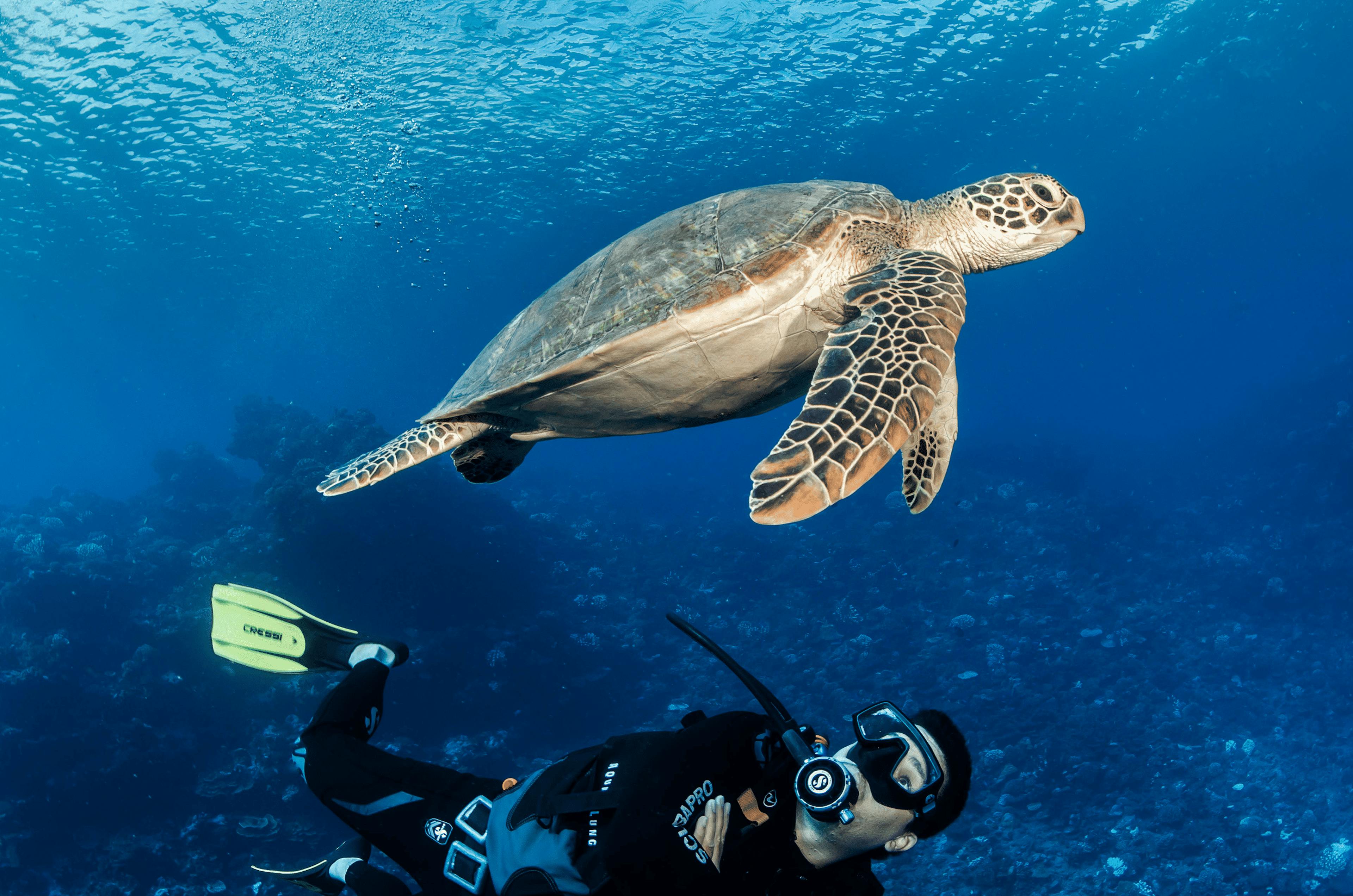 A scuba diver explores the depths of Fakarava, swimming alongside a majestic sea turtle. The coral reef in the background harbors a rich marine life, bathed in the deep blue waters of the Pacific.