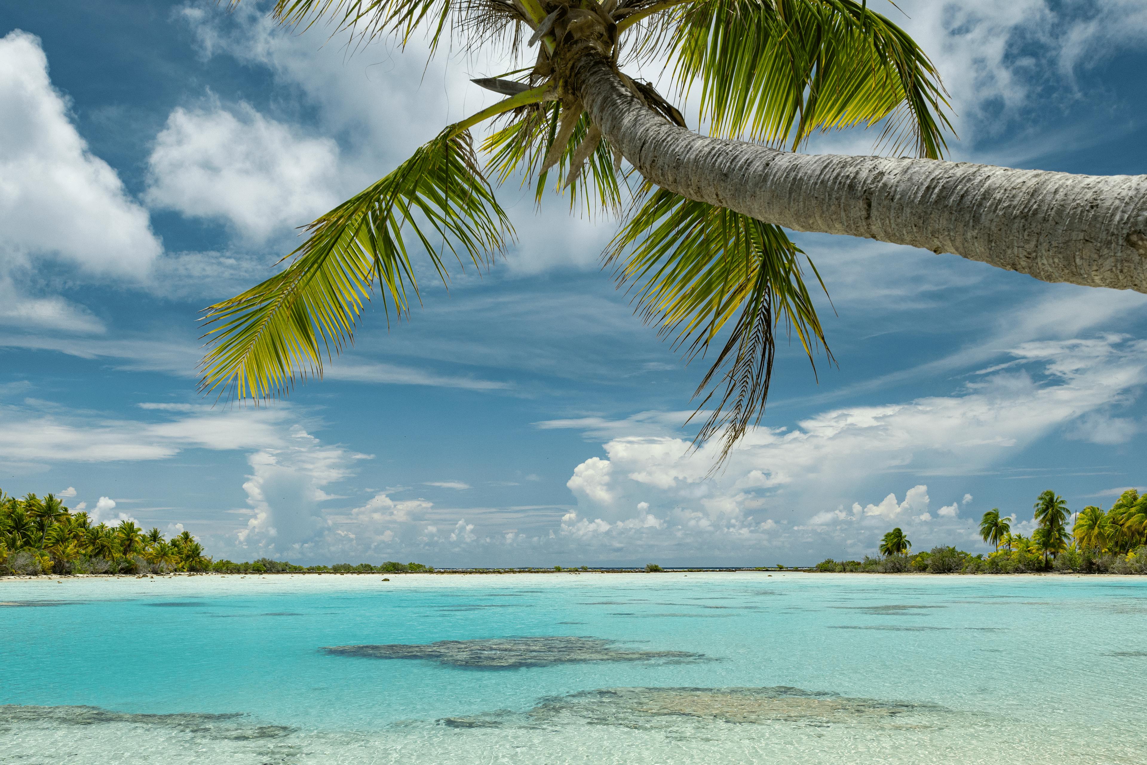 Une plage idyllique de Fakarava avec une eau cristalline peu profonde, où l’ombre d’un cocotier se reflète sur le sable blanc. À l’horizon, des palmiers luxuriants encadrent le lagon sous un ciel partiellement nuageux.